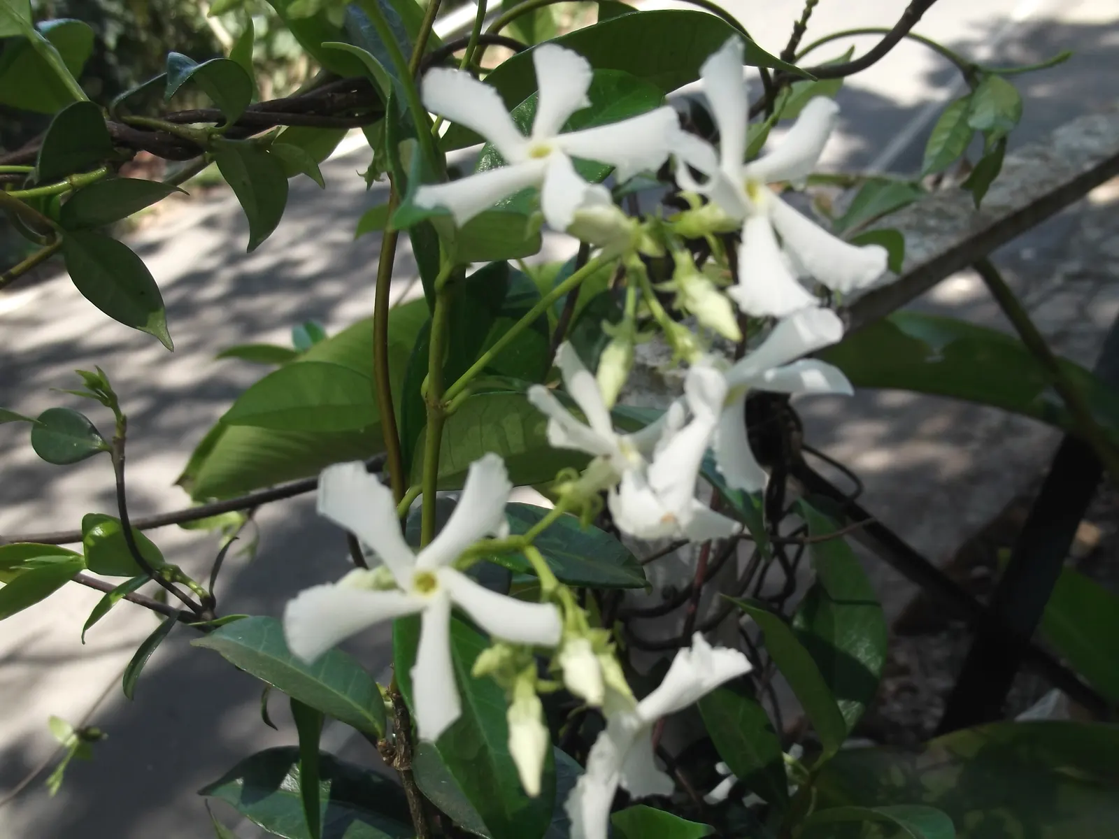Star Jasmine (Trachelospermum Jasminoides) — dark green oval leaves measuring around 2 to 3 inches in length; white blossoms that can reach up to 1, image 99
