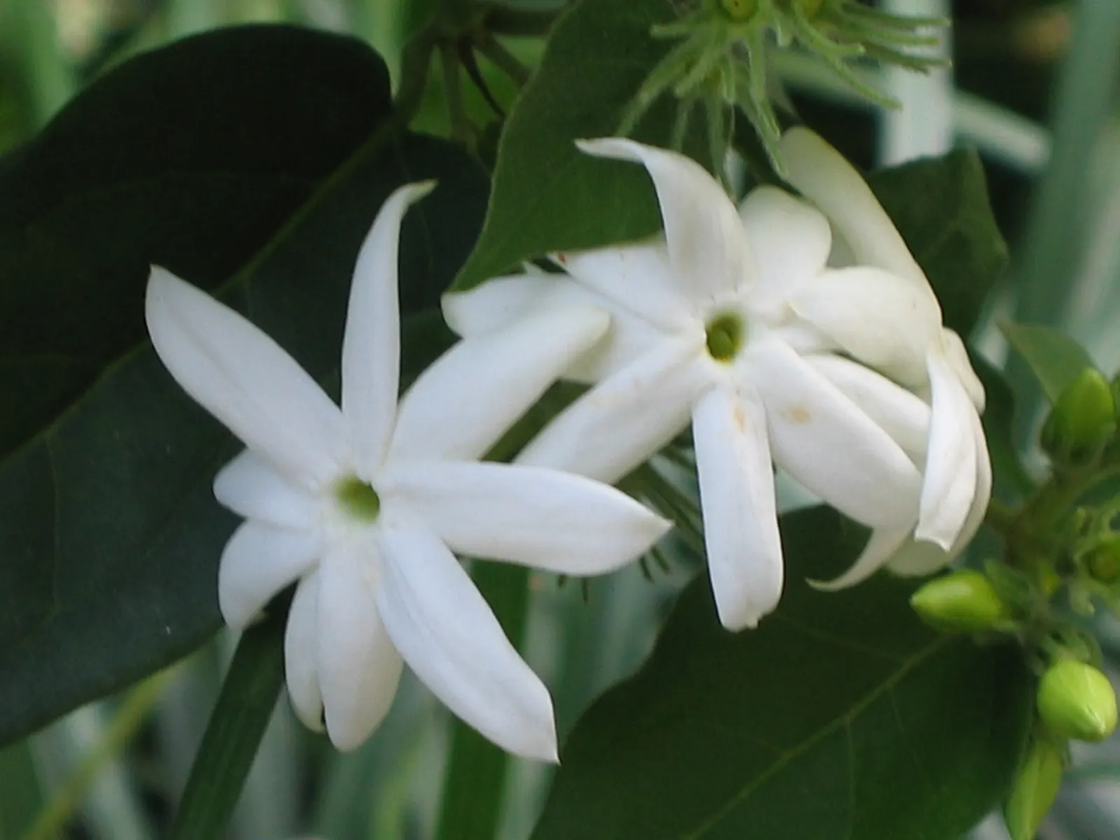 Star Jasmine (Trachelospermum Jasminoides) — can reach up to 20 feet in length; this plant can climb or spread to cover structures and surfaces to, image 90