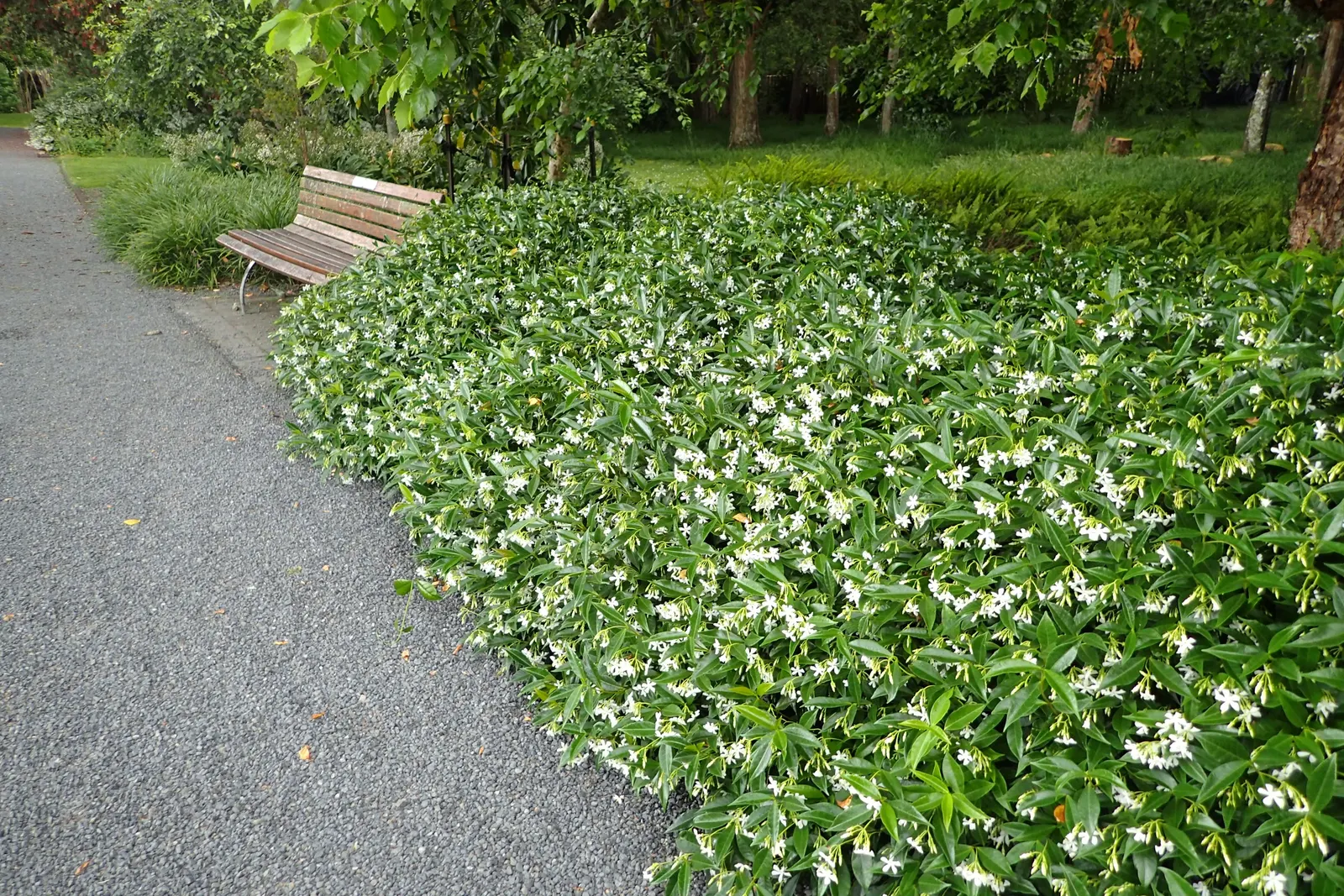 Star Jasmine (Trachelospermum Jasminoides) — Perfect for adding a touch of elegance to any landscape design; <br><br>Providing year-round visual, image 64