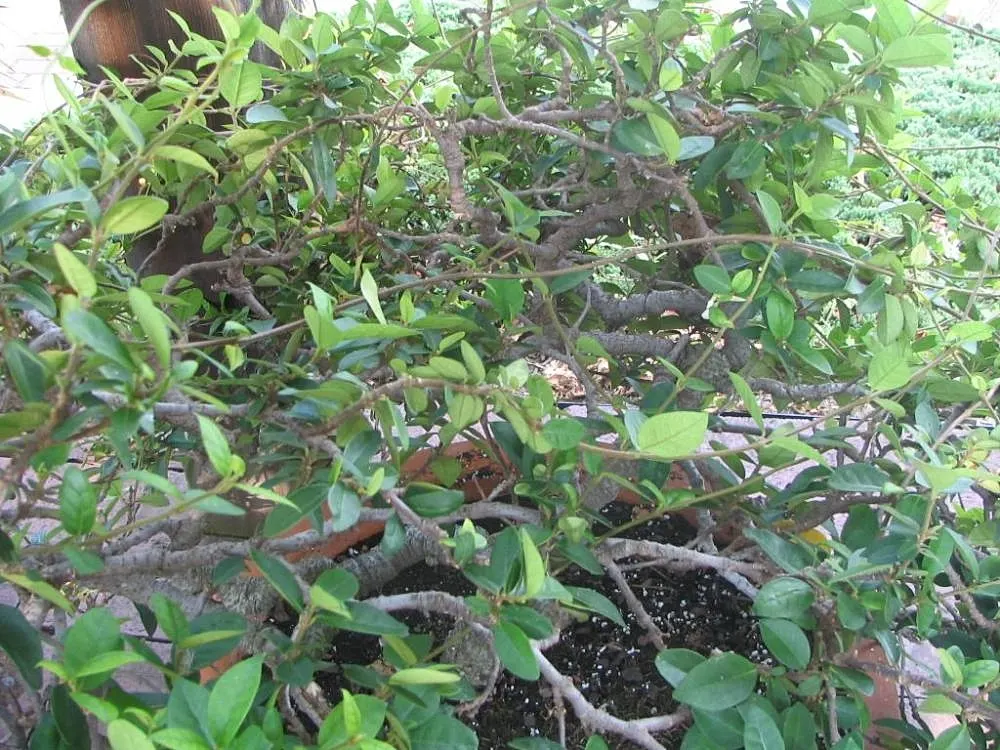 Star Jasmine (Trachelospermum Jasminoides) — It thrives in USDA zones 8-10; its glossy, dark green leaves provide a stark backdrop for the blossoms, image 61