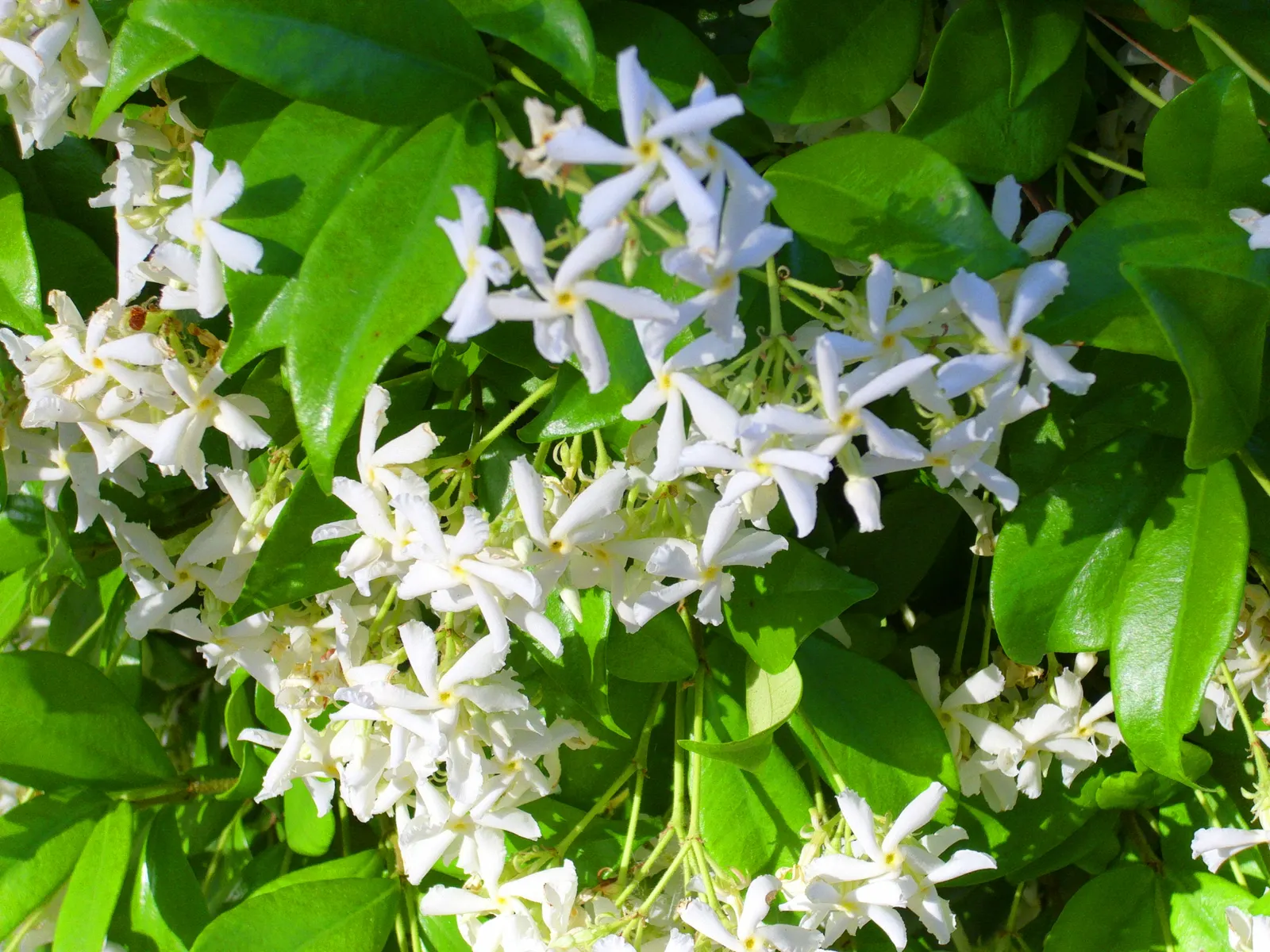 Star Jasmine (Trachelospermum Jasminoides) — is an evergreen climbing vine admired for its fragrant; this plant can climb or spread to cover, image 86