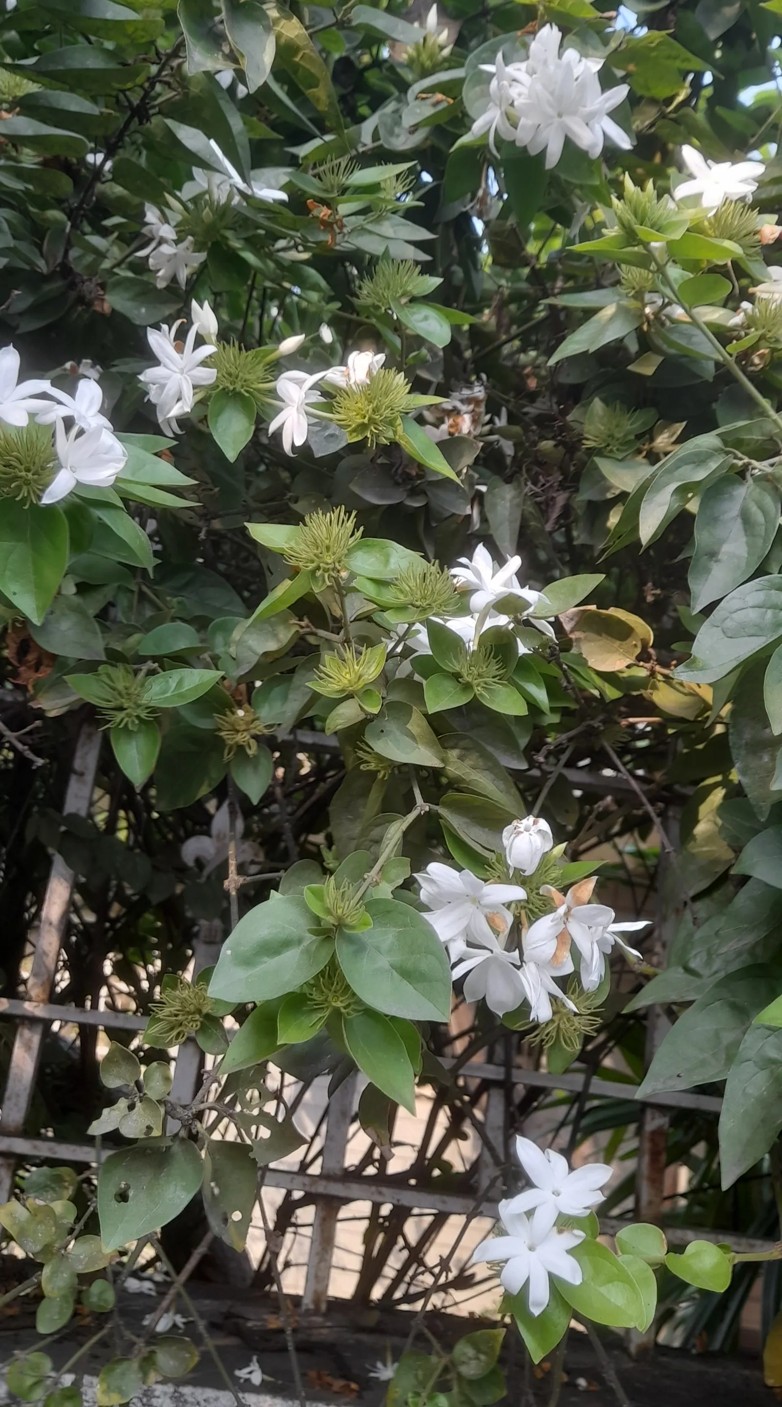 Star Jasmine (Trachelospermum Jasminoides) — dark green oval leaves measuring around 2 to 3 inches in length; white blossoms that can reach up to 1 inch in