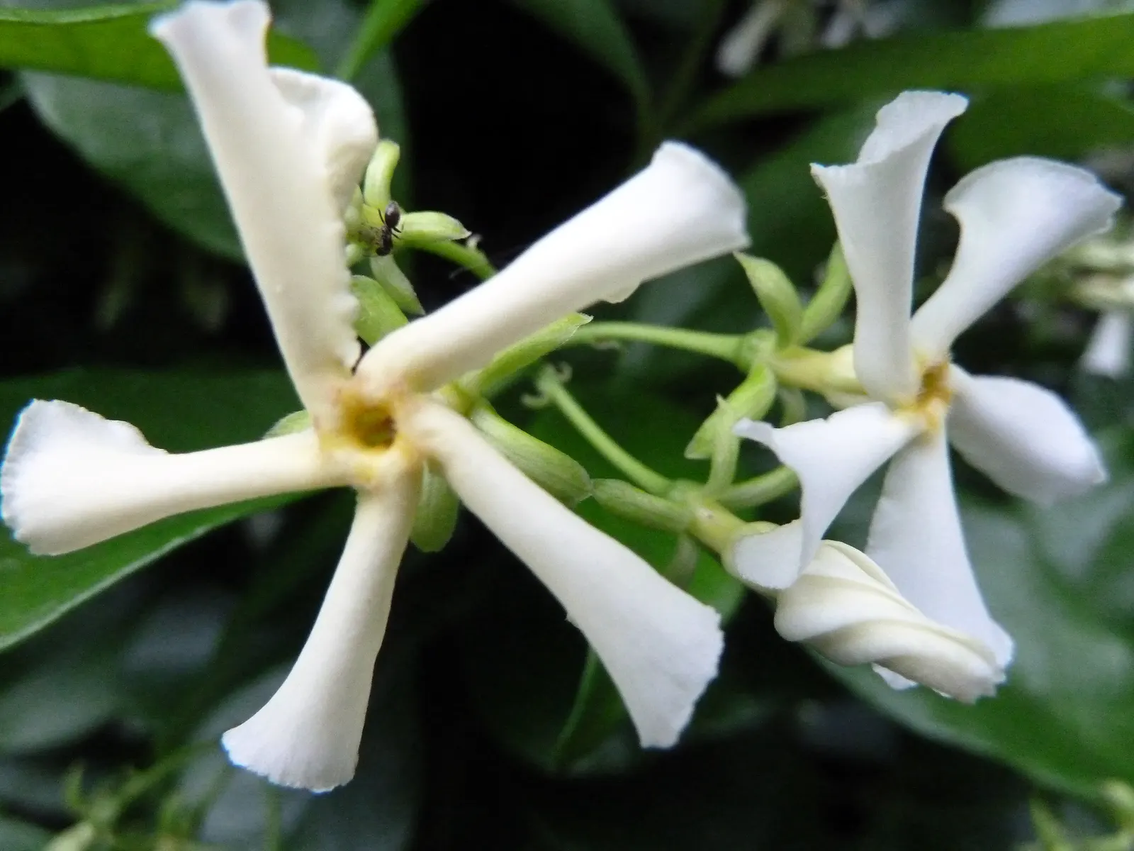 Star Jasmine (Trachelospermum Jasminoides) — commonly known as Star Jasmine; its glossy, dark green leaves provide a stark backdrop for the blossoms, image 93