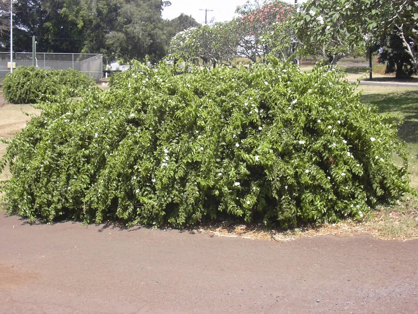Star Jasmine (Trachelospermum Jasminoides) — is an evergreen climbing vine admired for its fragrant; this plant can climb or spread to cover structures and