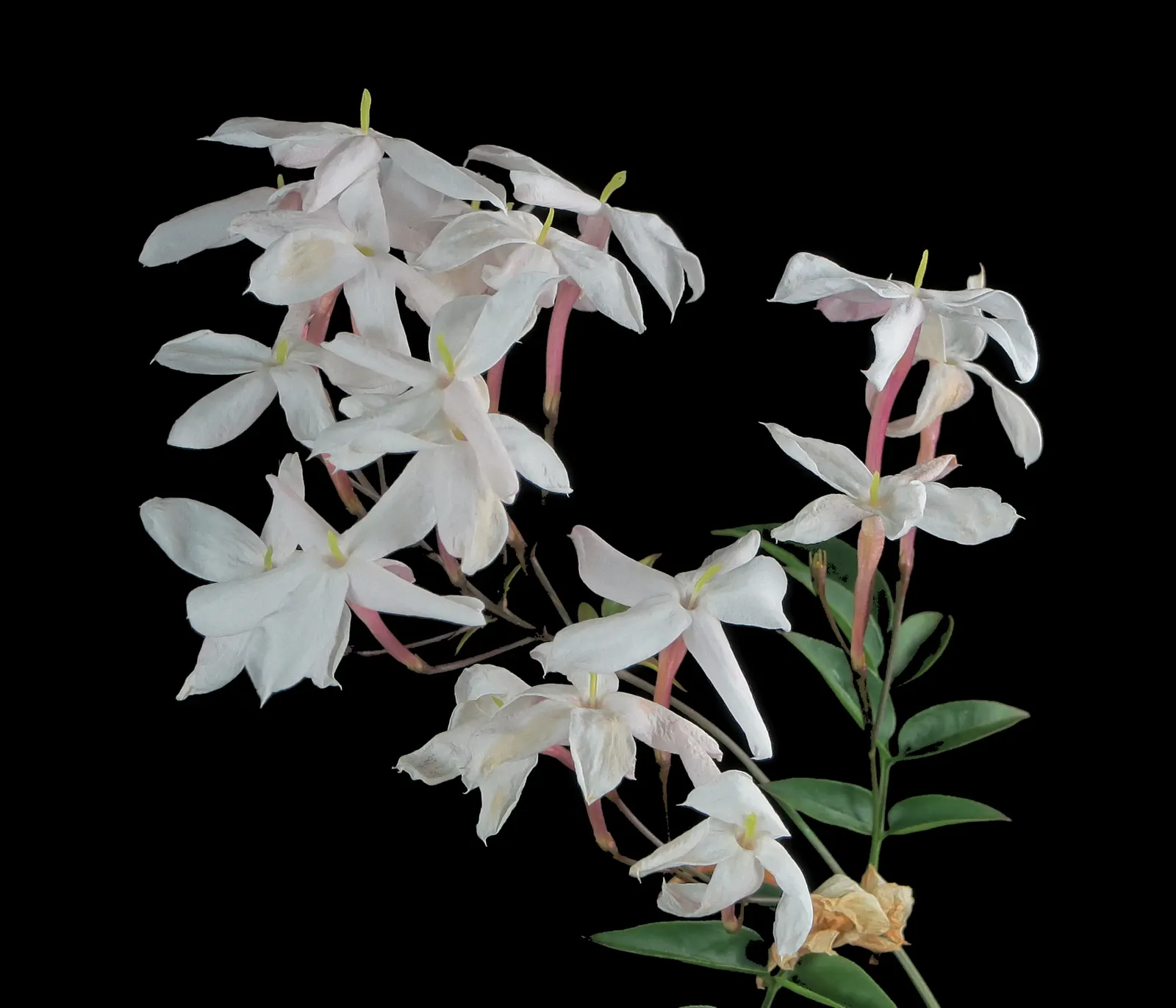 Star Jasmine (Trachelospermum Jasminoides) — Its glossy, dark green leaves provide a stark backdrop for the blossoms; <br><br>Providing year-round visual