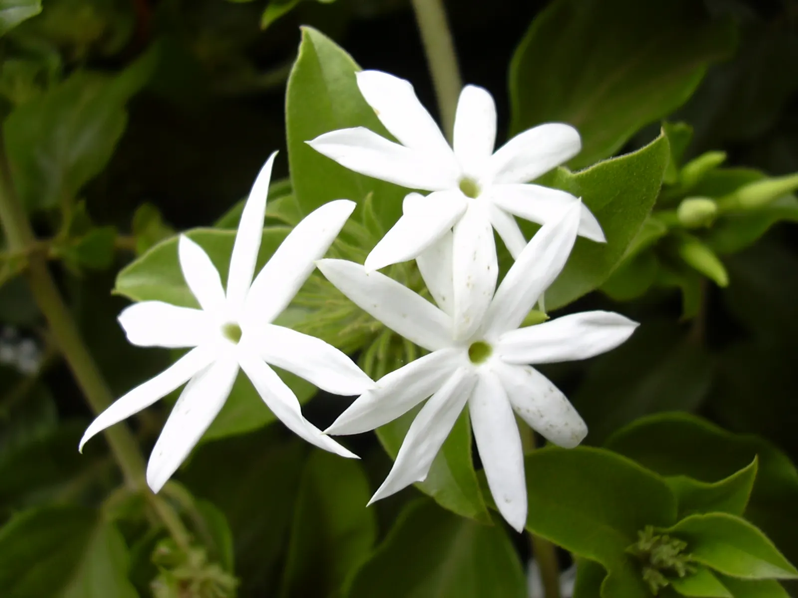 Star Jasmine (Trachelospermum Jasminoides) — It prefers being planted in well-draining soil, ideally positioned in full sun to partial shade; <br><br>Providing