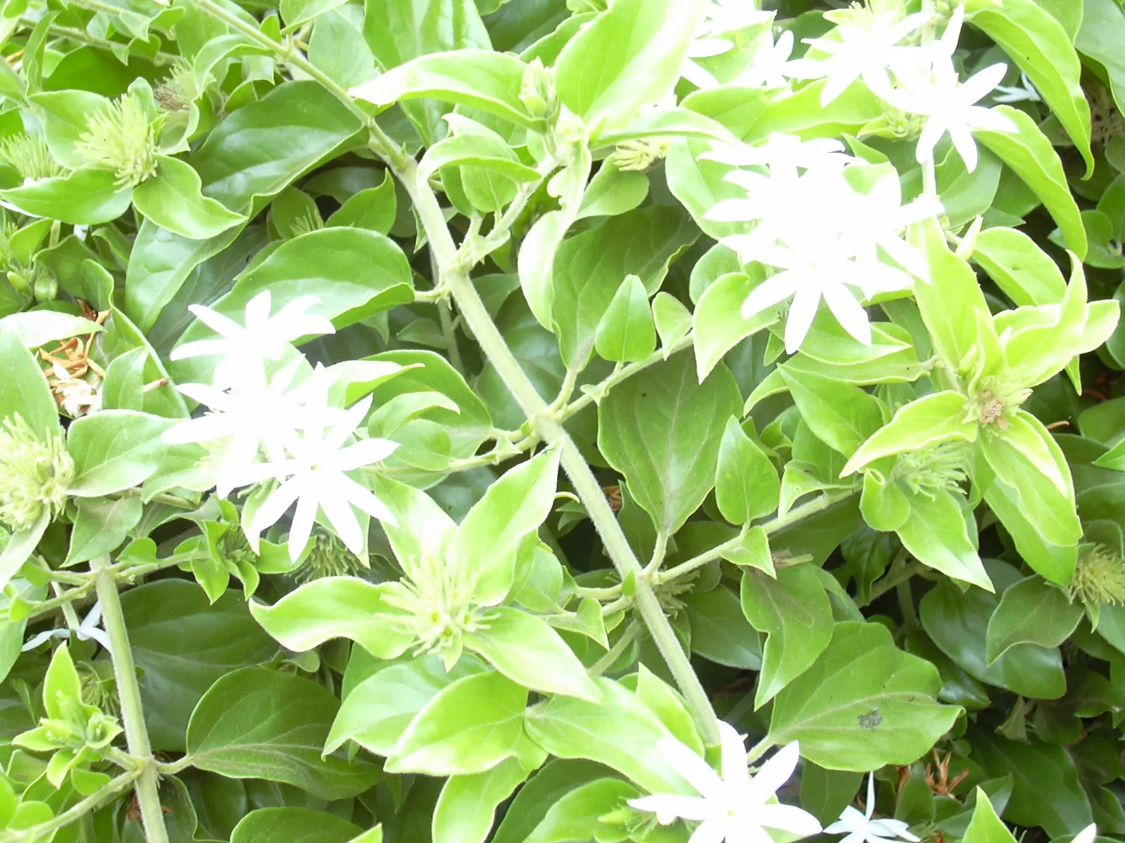 Star Jasmine (Trachelospermum Jasminoides) — Its drought tolerance is moderate