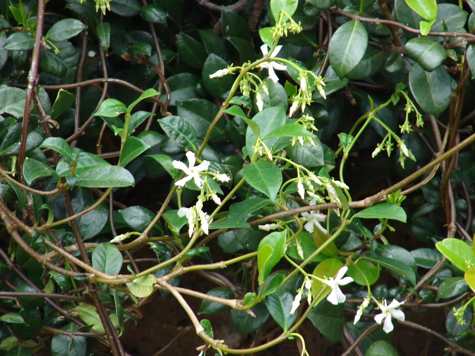 Star Jasmine (Trachelospermum Jasminoides) — is an evergreen climbing vine admired for its fragrant