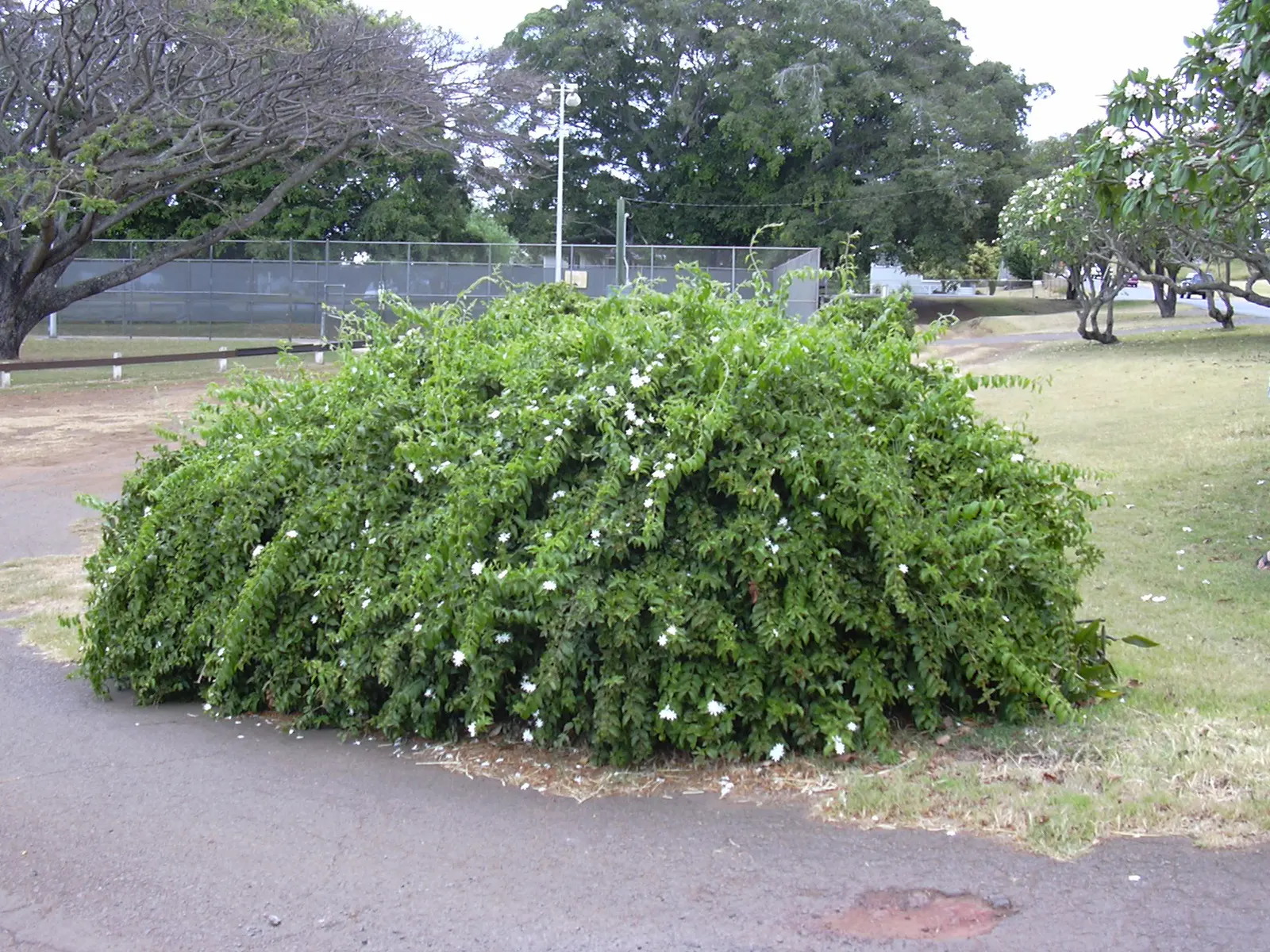 Star Jasmine (Trachelospermum Jasminoides) — ground cover / vine with white blooms