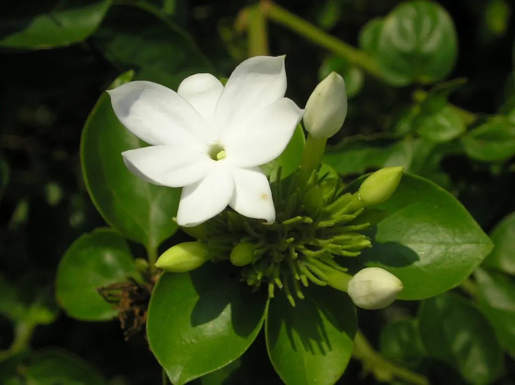 Star Jasmine (Trachelospermum Jasminoides) — white blossoms that can reach up to 1 inch in diameter