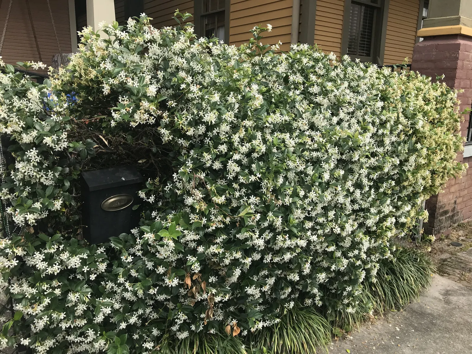 Star Jasmine (Trachelospermum Jasminoides) — is an enthralling evergreen vine revered for both its stunning floral display and delightful, image 94