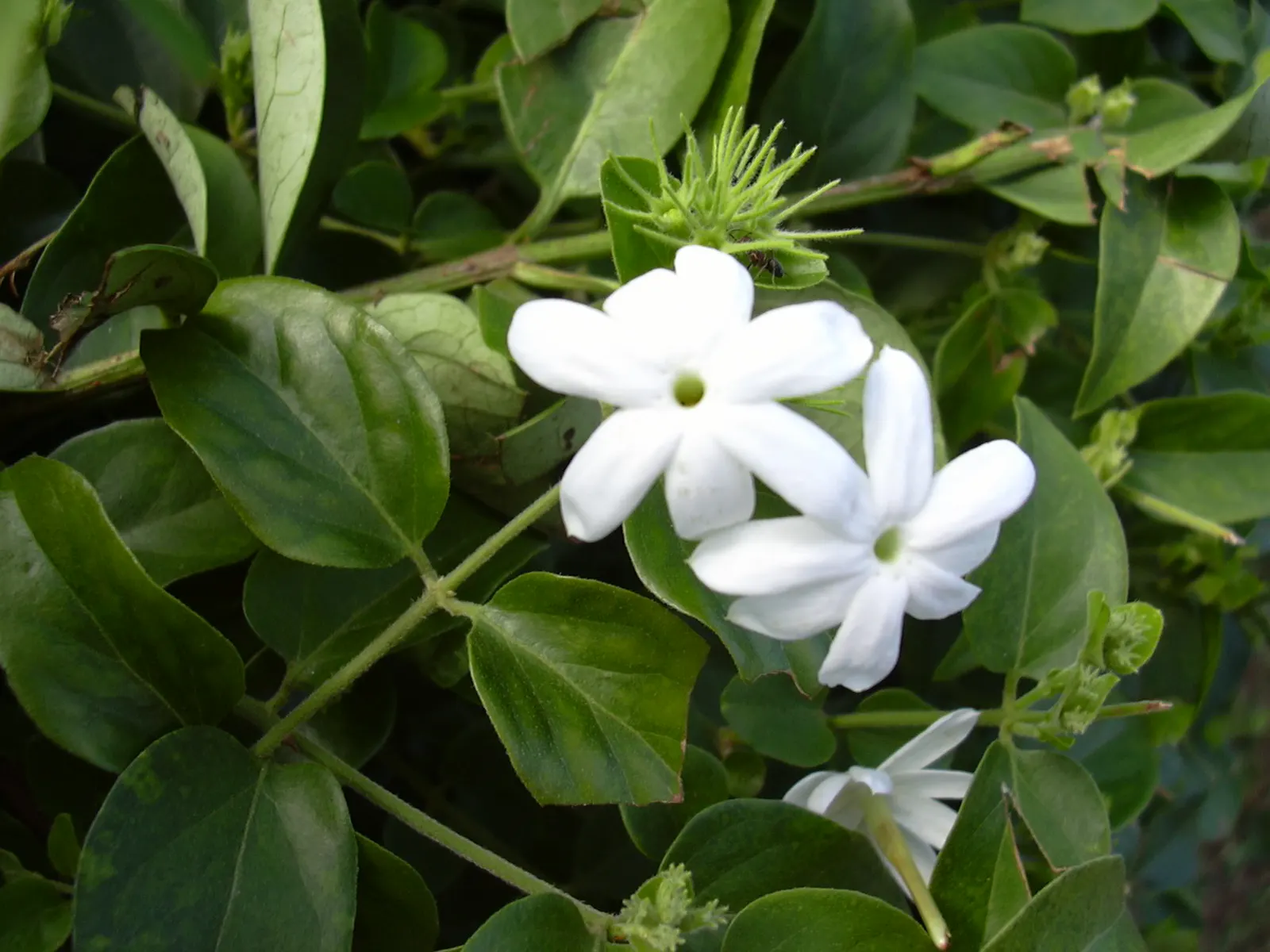 Star Jasmine (Trachelospermum Jasminoides) — popularly known as Star Jasmine; its glossy, dark green leaves provide a stark backdrop for the blossoms