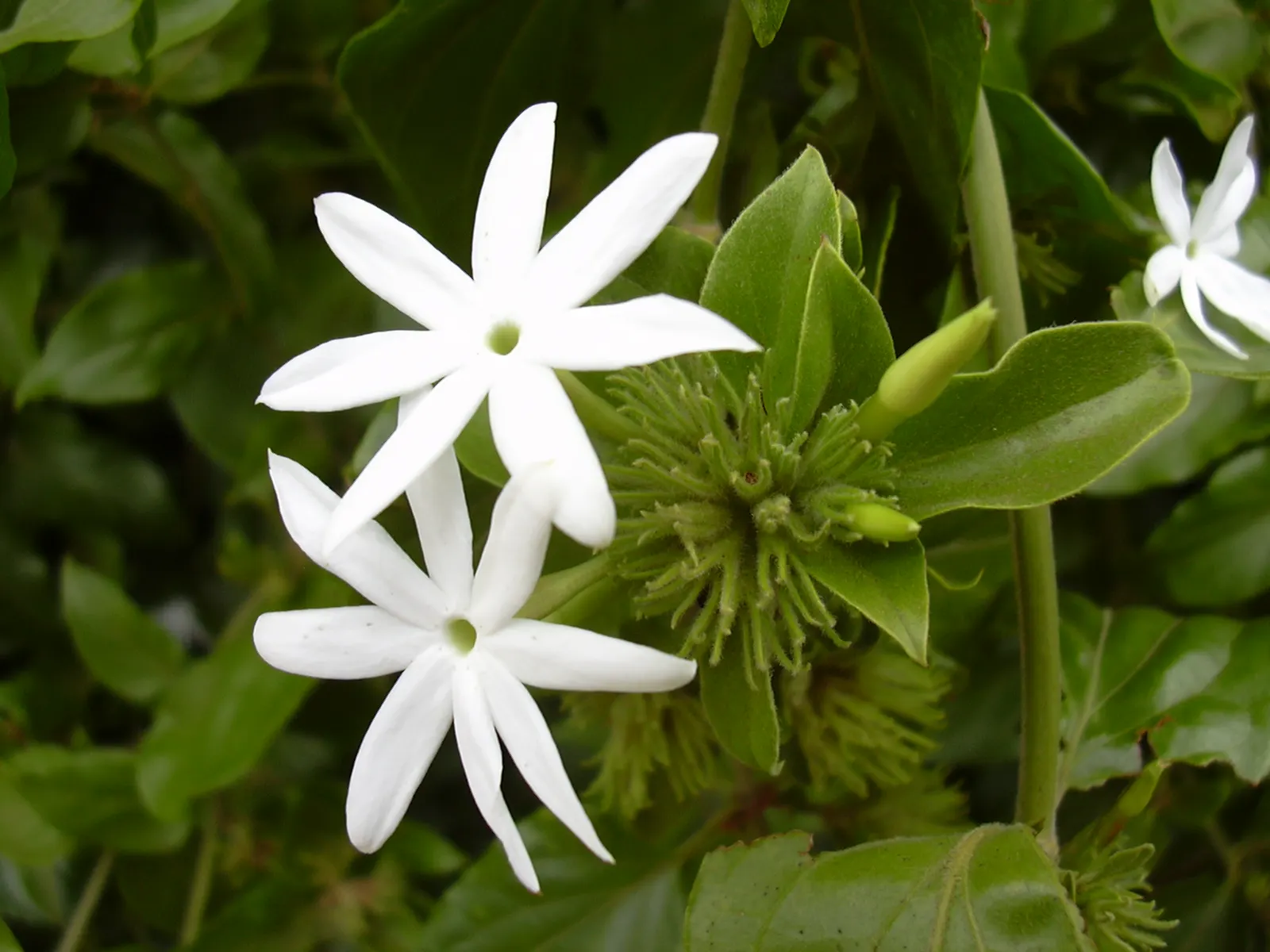 Star Jasmine (Trachelospermum Jasminoides) — but a consistent watering schedule during dry periods will keep it flourishing
