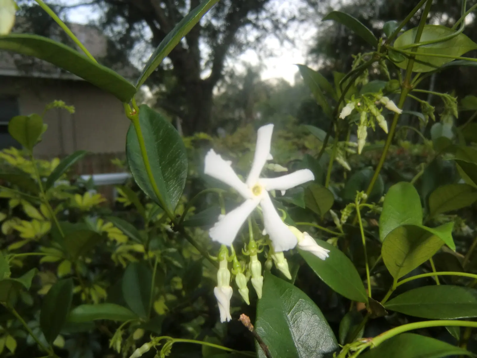 Star Jasmine (Trachelospermum Jasminoides) — star-shaped white flowers that bloom profusely in late spring to early summer; white blossoms that can reach up to