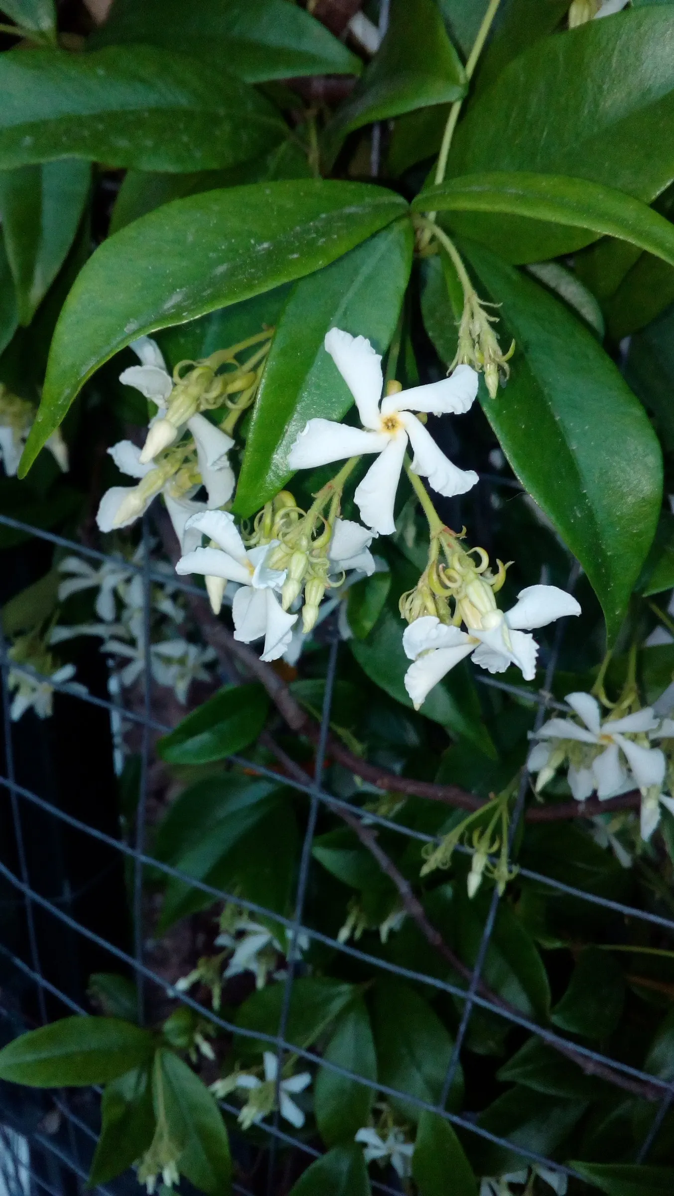 Star Jasmine (Trachelospermum Jasminoides) — can reach up to 20 feet in length; this plant can climb or spread to cover structures and surfaces to