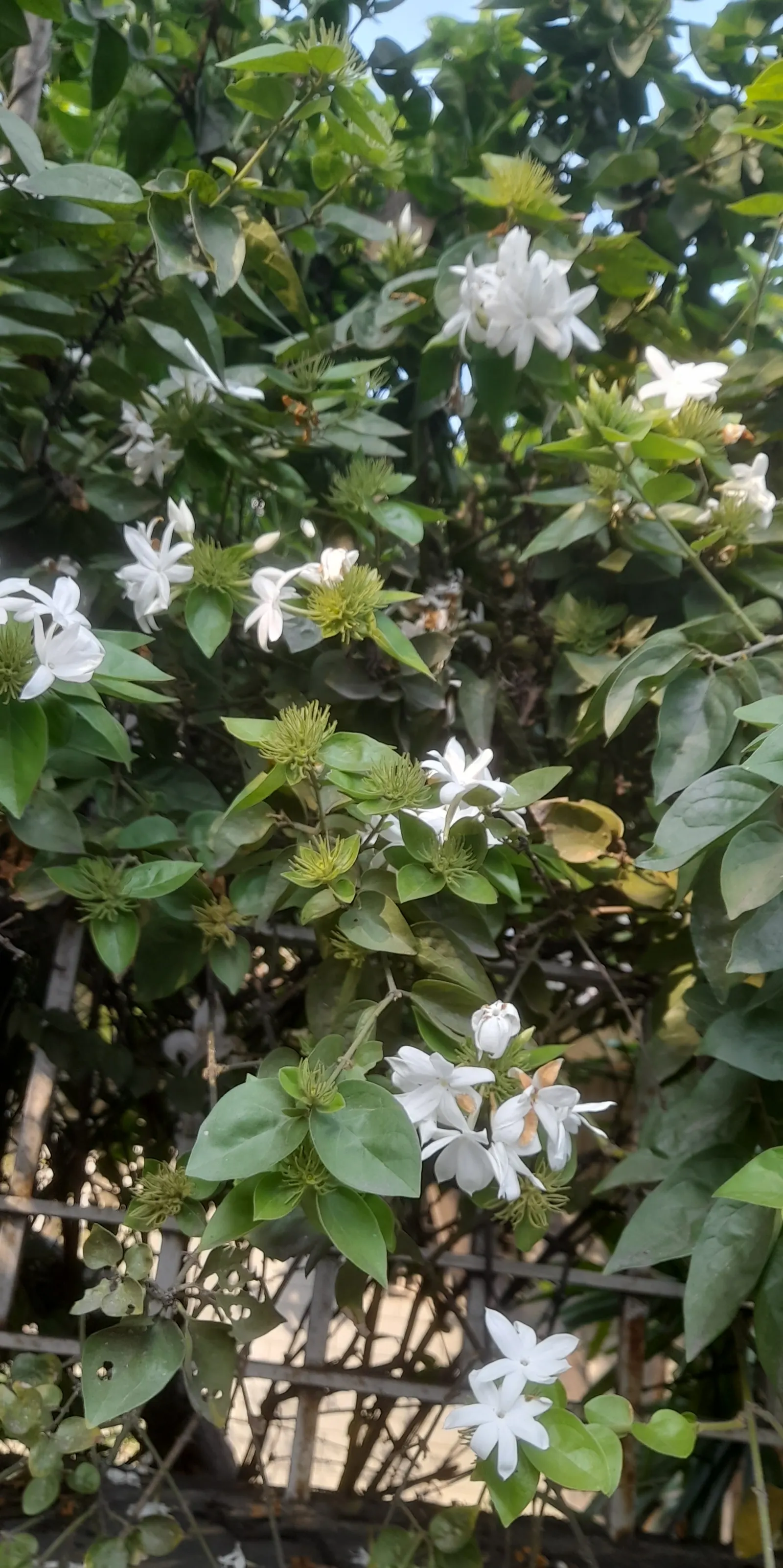 Star Jasmine (Trachelospermum Jasminoides) — and fences.<br><br>Star Jasmine shines with glossy; this plant can climb or spread to cover structures and
