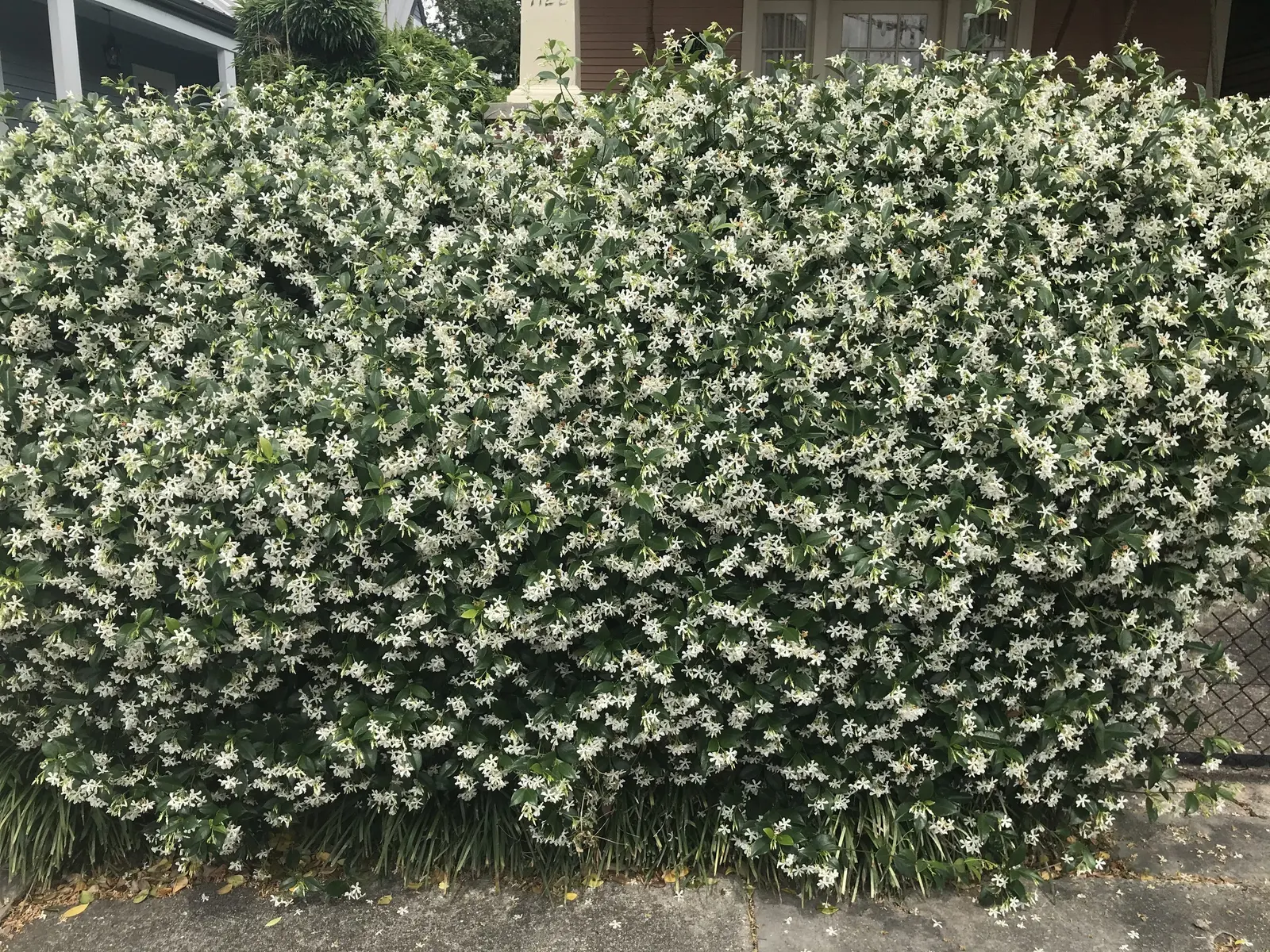 Star Jasmine (Trachelospermum Jasminoides) — but a consistent watering schedule during dry periods will keep it flourishing; <br><br>Providing year-round