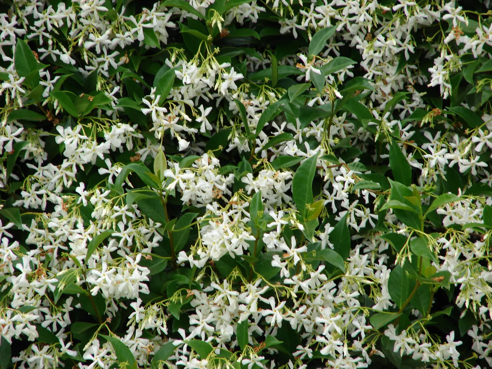 Star Jasmine (Trachelospermum Jasminoides) — Perfect for adding a touch of elegance to any landscape design; <br><br>Providing year-round visual interest and