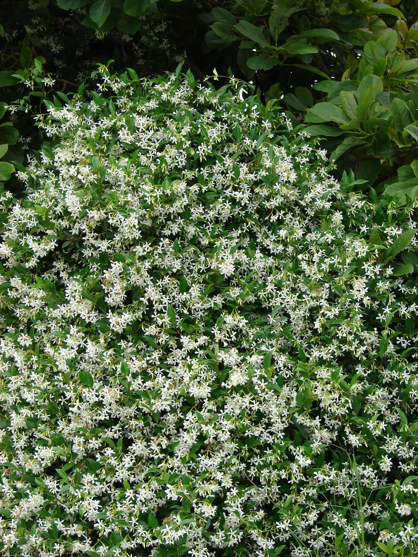 Star Jasmine (Trachelospermum Jasminoides) — It thrives in USDA zones 8-10; its glossy, dark green leaves provide a stark backdrop for the blossoms