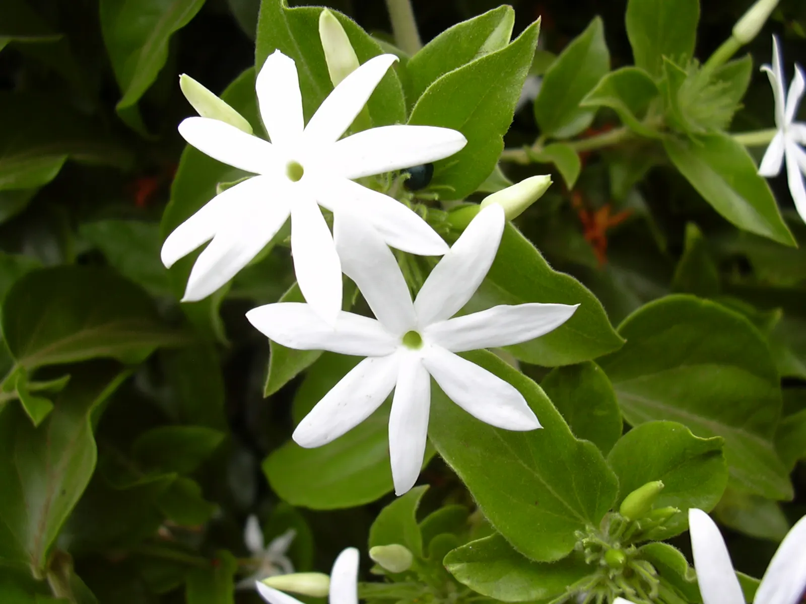 Star Jasmine (Trachelospermum Jasminoides) — ground cover / vine for full or half or shade