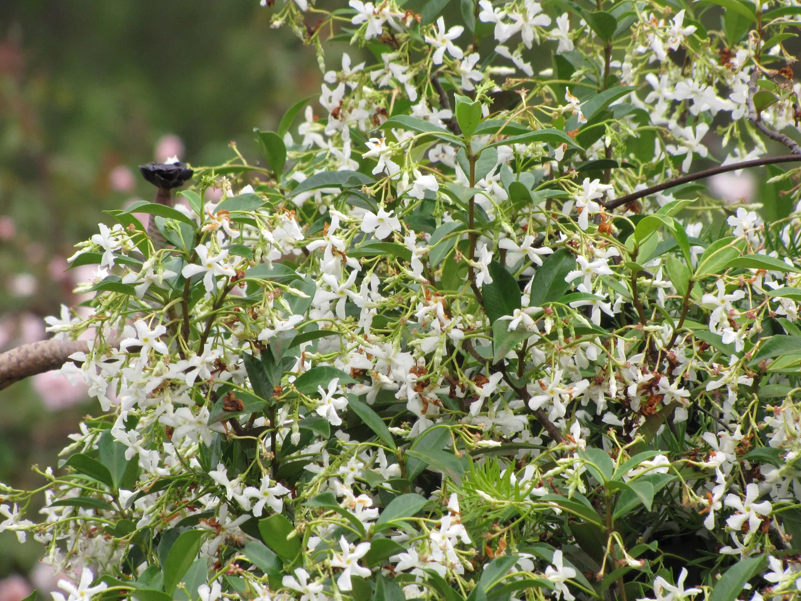 Star Jasmine (Trachelospermum Jasminoides) — commonly known as Star Jasmine; its glossy, dark green leaves provide a stark backdrop for the blossoms