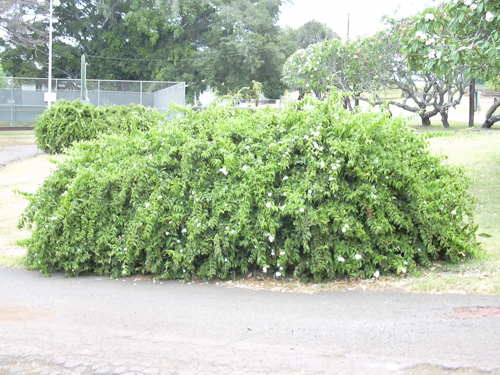 Star Jasmine (Trachelospermum Jasminoides) — making it an excellent choice for trellises; its glossy, dark green leaves provide a stark backdrop for the