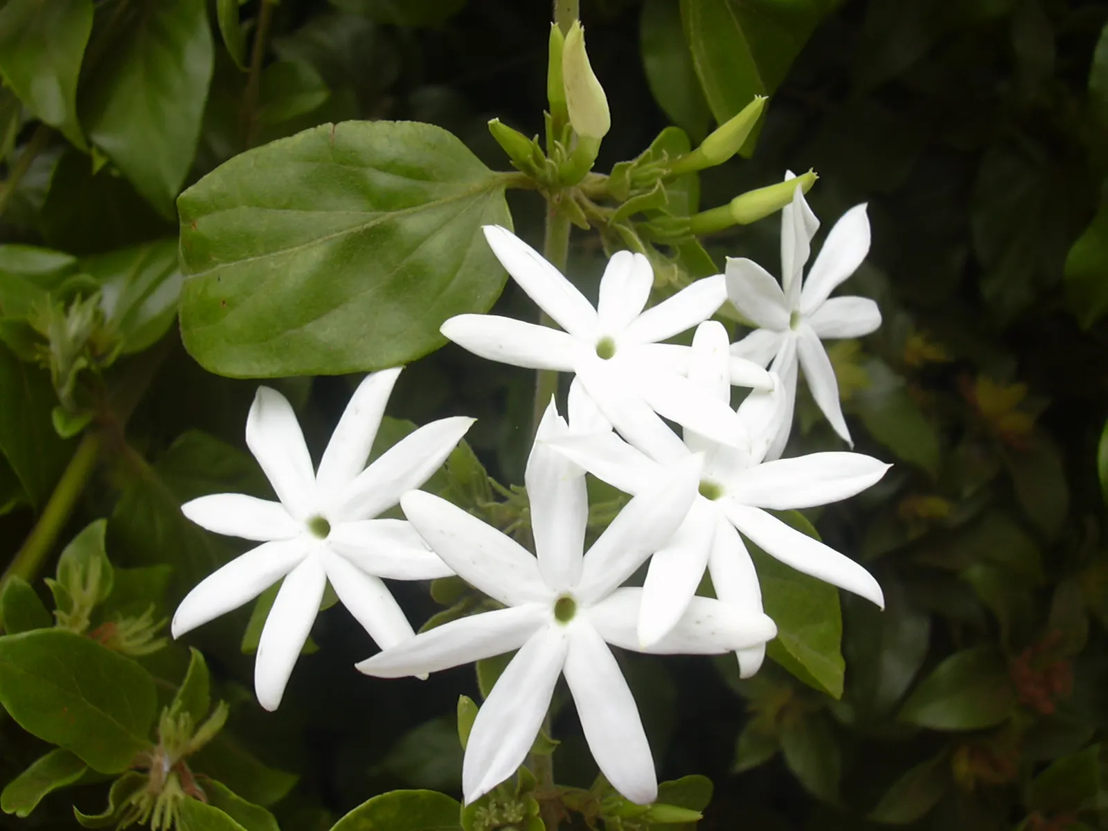 Star Jasmine (Trachelospermum Jasminoides) — white blossoms that can reach up to 1 inch in diameter; this plant can climb or spread to cover structures and