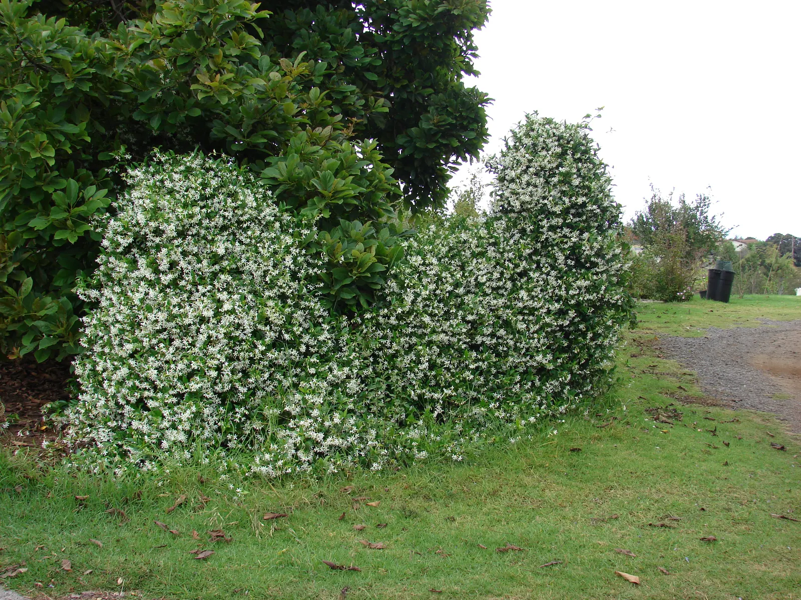 Star Jasmine (Trachelospermum Jasminoides) — this plant can climb or spread to cover structures and surfaces to approximately 20 feet in length; white blossoms