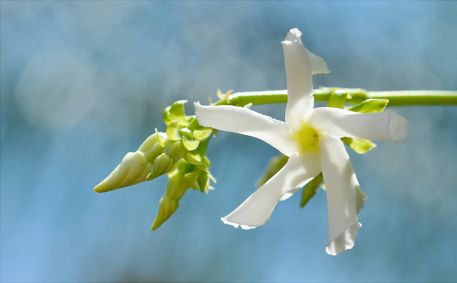 Star Jasmine (Trachelospermum Jasminoides) — this plant can climb or spread to cover structures and surfaces to approximately 20 feet in length, image 95