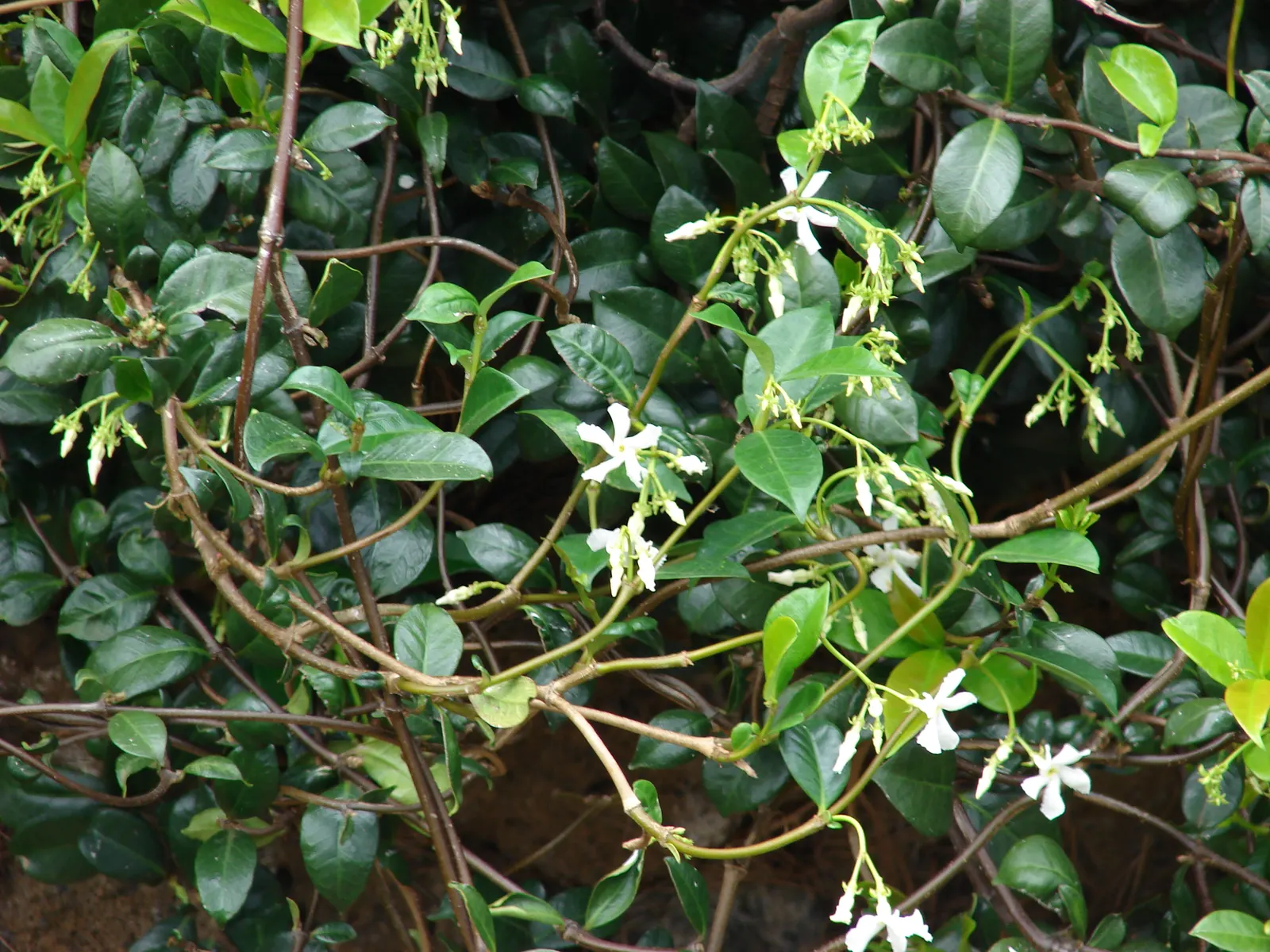 Star Jasmine (Trachelospermum Jasminoides) — and requires well-drained soil and full to partial sun exposure for optimal growth; white blossoms that can reach