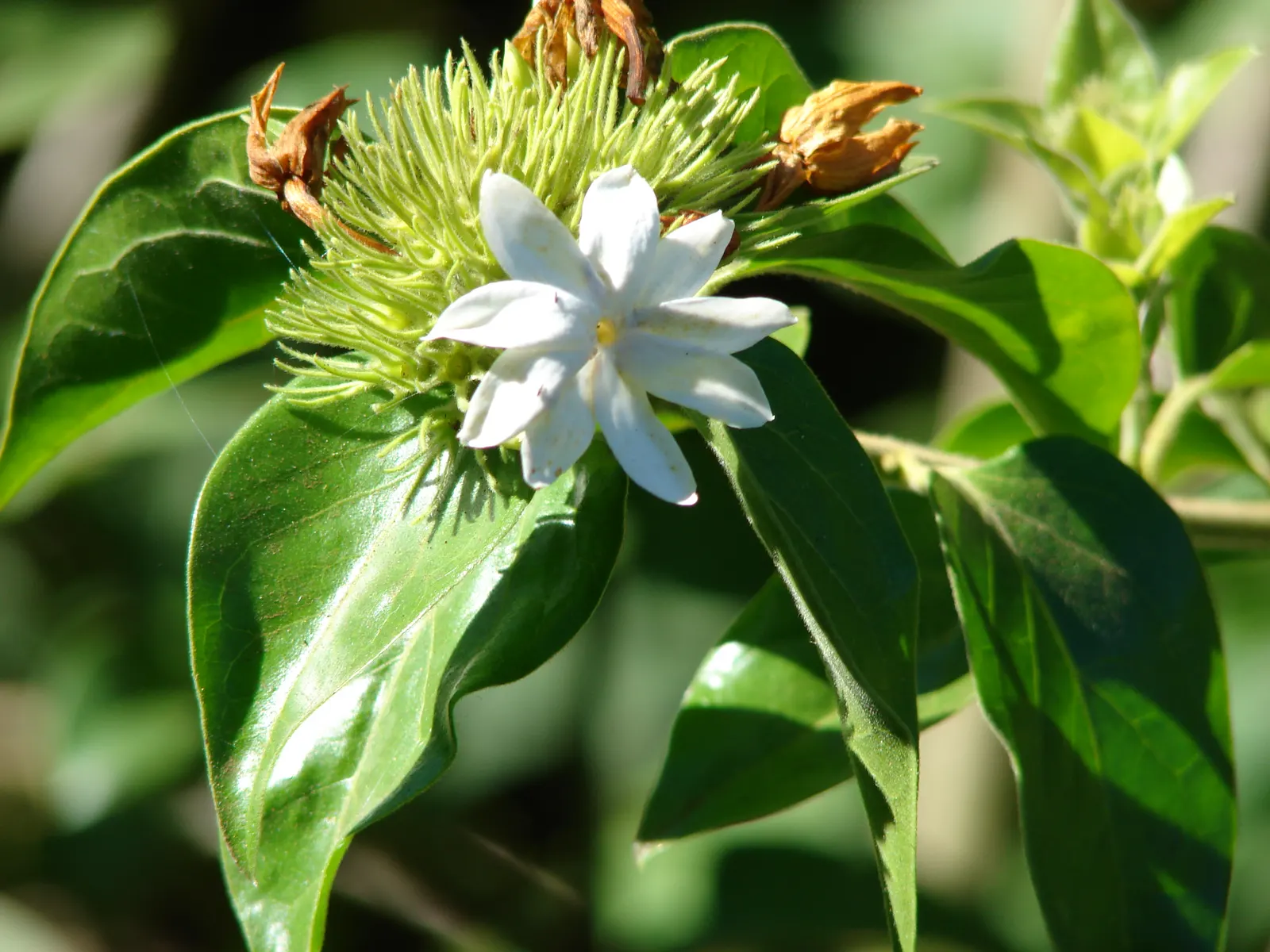 Star Jasmine (Trachelospermum Jasminoides) — <br><br>Providing year-round visual interest and seasonal olfactory delight; its glossy, dark green leaves provide