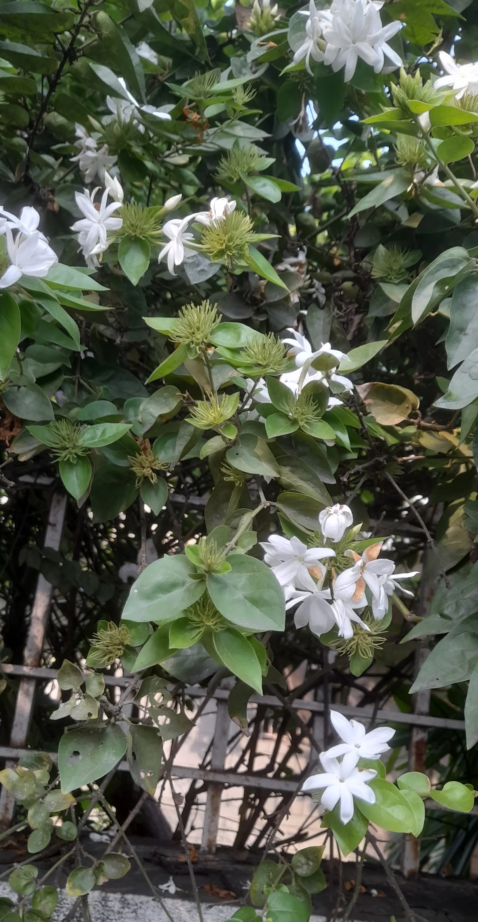 Star Jasmine (Trachelospermum Jasminoides) — with a spread of about 3 to 6 feet; <br><br>Providing year-round visual interest and seasonal olfactory delight