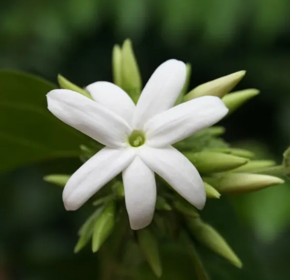 Star Jasmine (Trachelospermum Jasminoides) — is an enthralling evergreen vine revered for both its stunning floral display and delightful fragrance; this plant