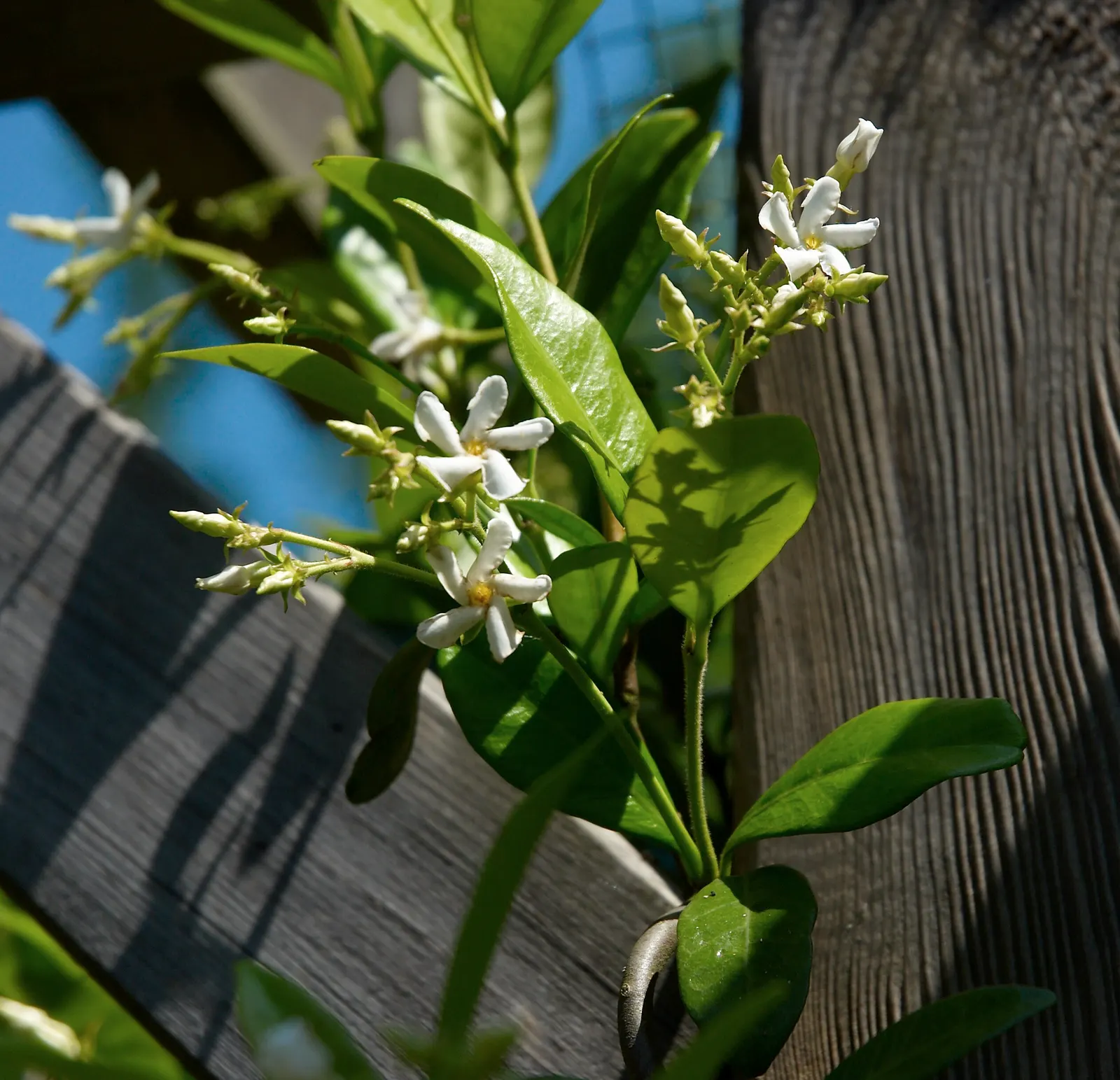 Star Jasmine (Trachelospermum Jasminoides) — Perfect for adding a touch of elegance to any landscape design