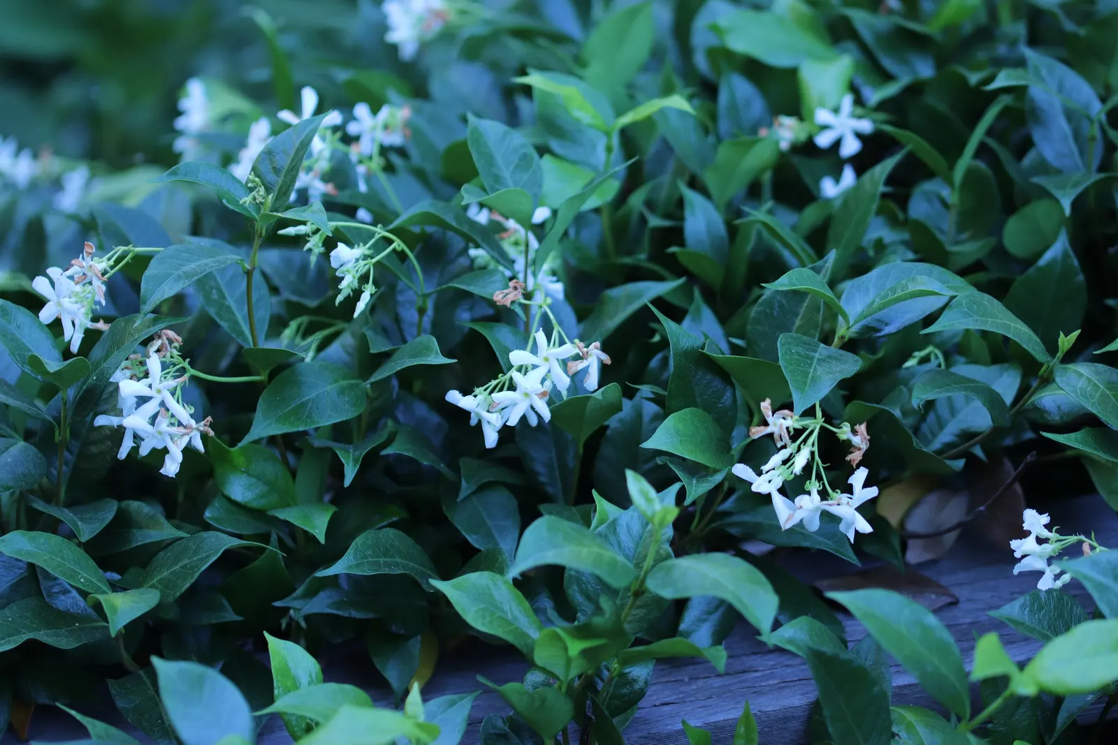 Star Jasmine (Trachelospermum Jasminoides) — star-shaped white flowers that bloom profusely in late spring to early summer