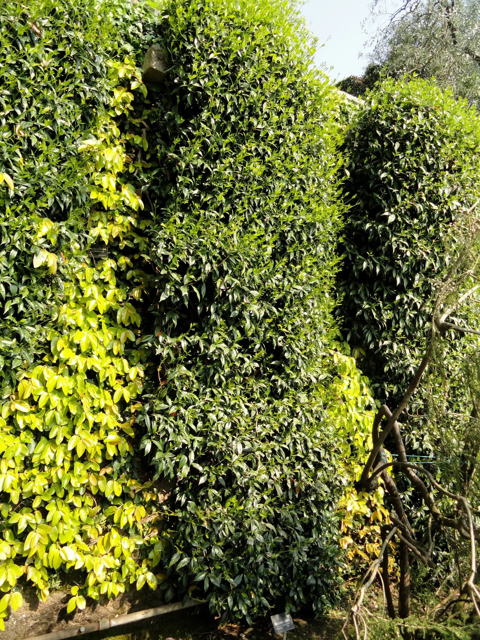 Star Jasmine (Trachelospermum Jasminoides) — with a spread of about 3 to 6 feet