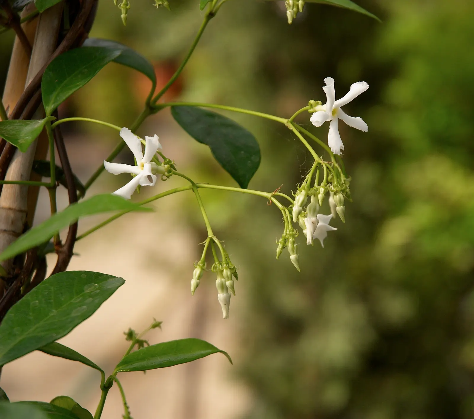 Star Jasmine (Trachelospermum Jasminoides) — Its glossy, dark green leaves provide a stark backdrop for the blossoms