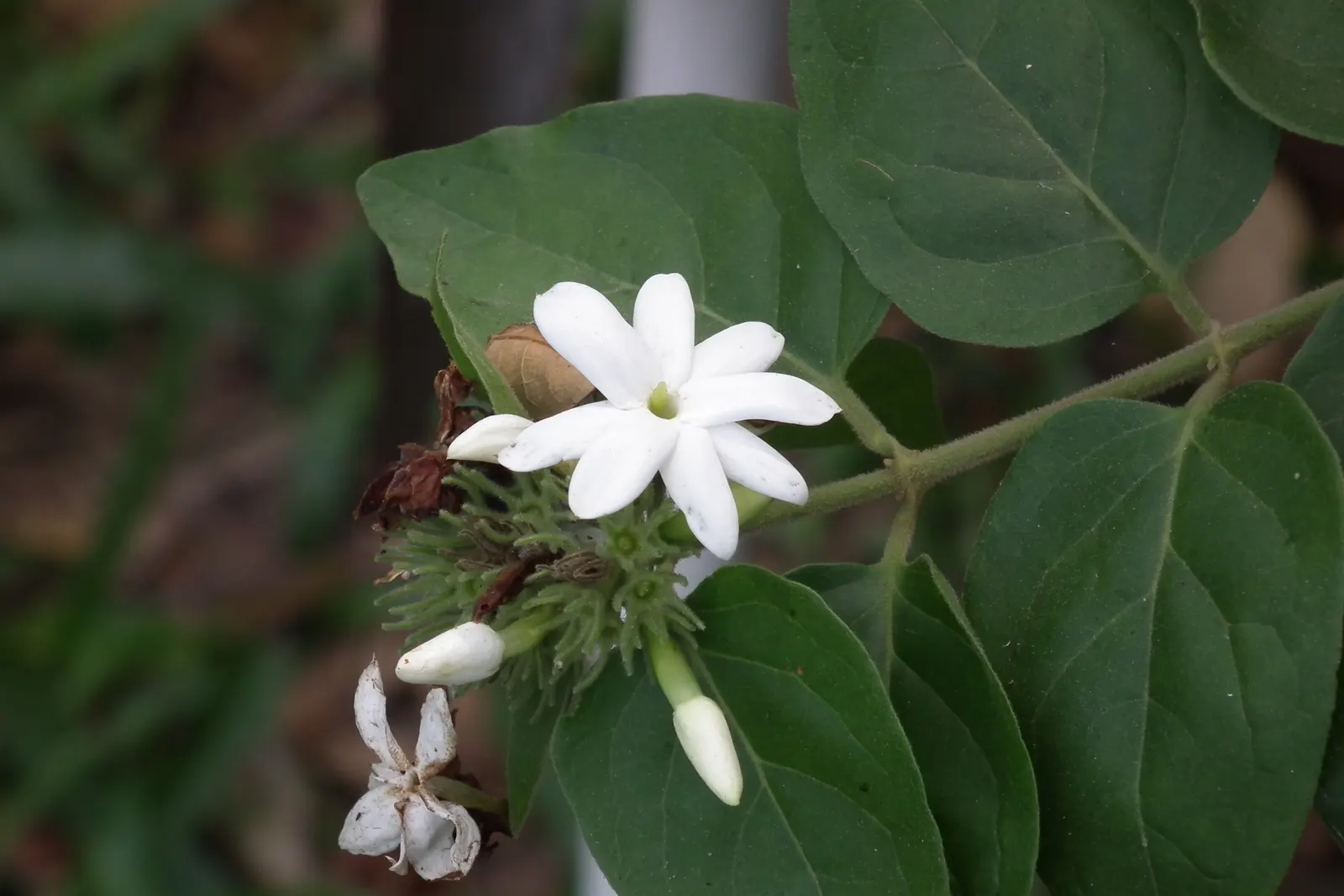 Star Jasmine (Trachelospermum Jasminoides) — is an enthralling evergreen vine revered for both its stunning floral display and delightful fragrance