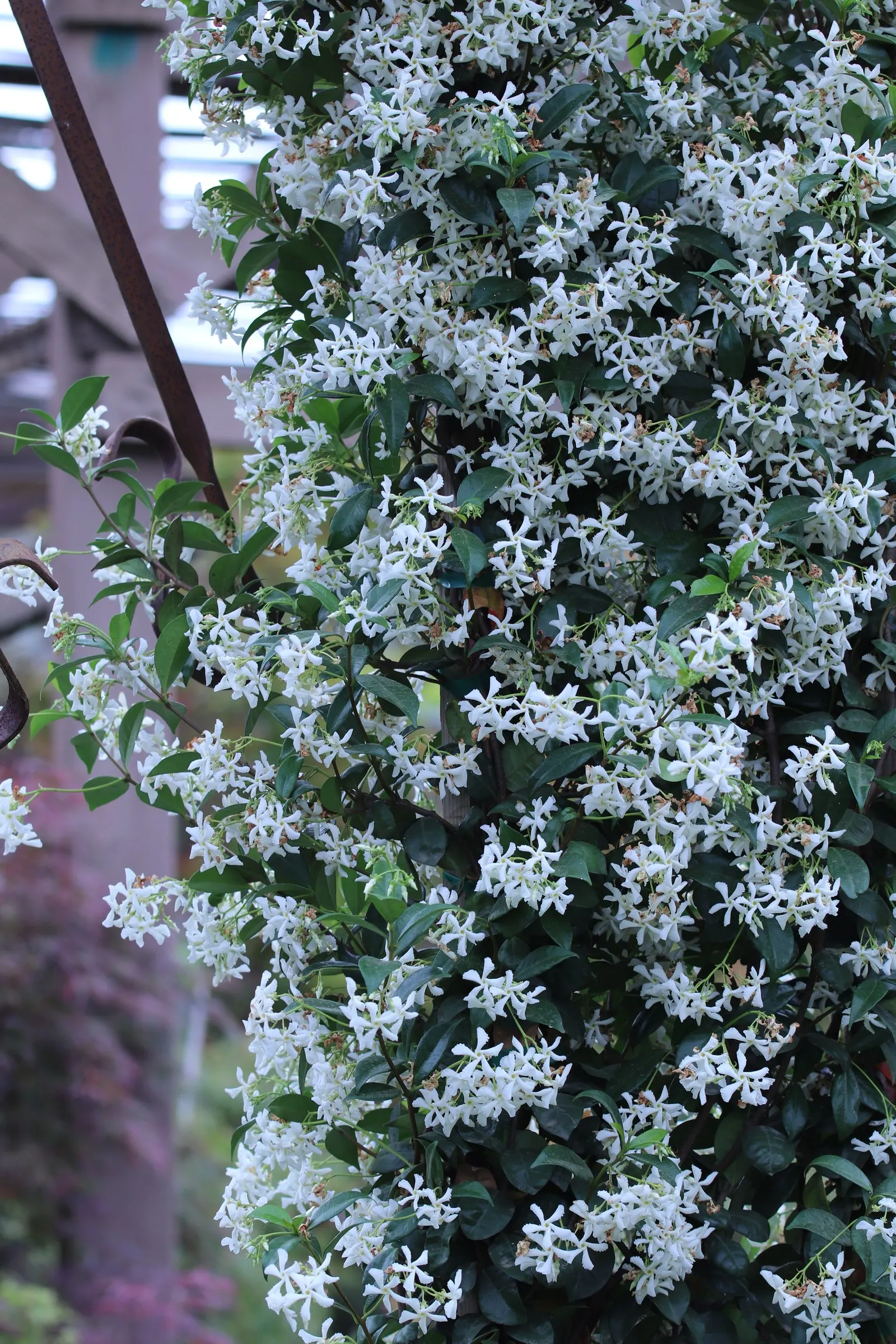Star Jasmine (Trachelospermum Jasminoides) — can reach up to 20 feet in length