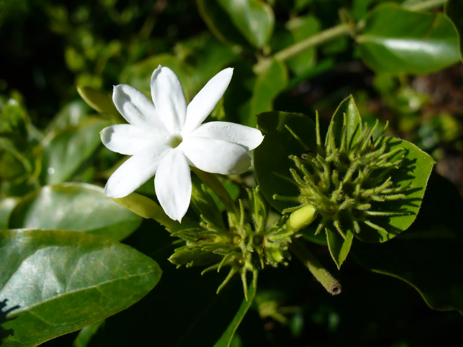 Star Jasmine (Trachelospermum Jasminoides) — this plant can climb or spread to cover structures and surfaces to approximately 20 feet in length
