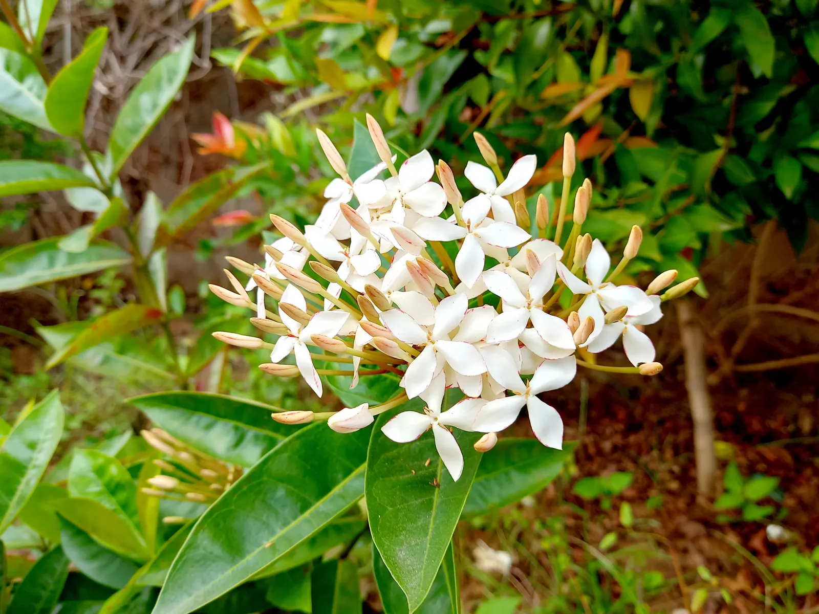 Star Jasmine (Trachelospermum Jasminoides) — Come late spring and early summer