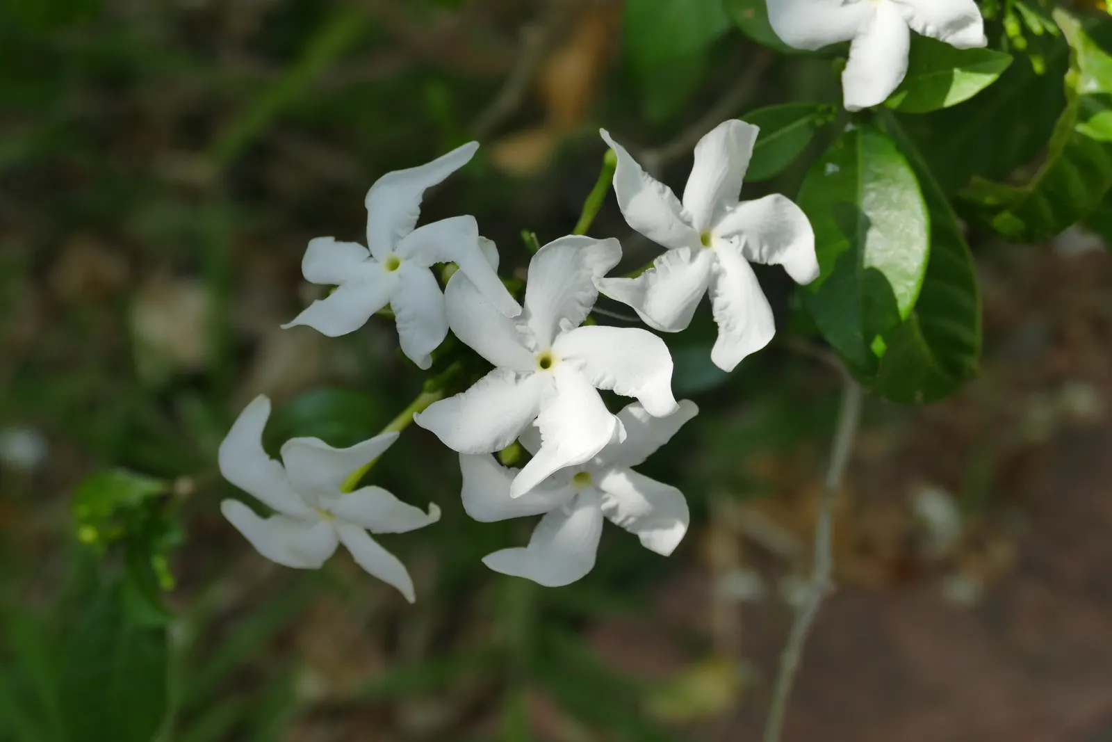 Star Jasmine (Trachelospermum Jasminoides) — It thrives in USDA zones 8-10