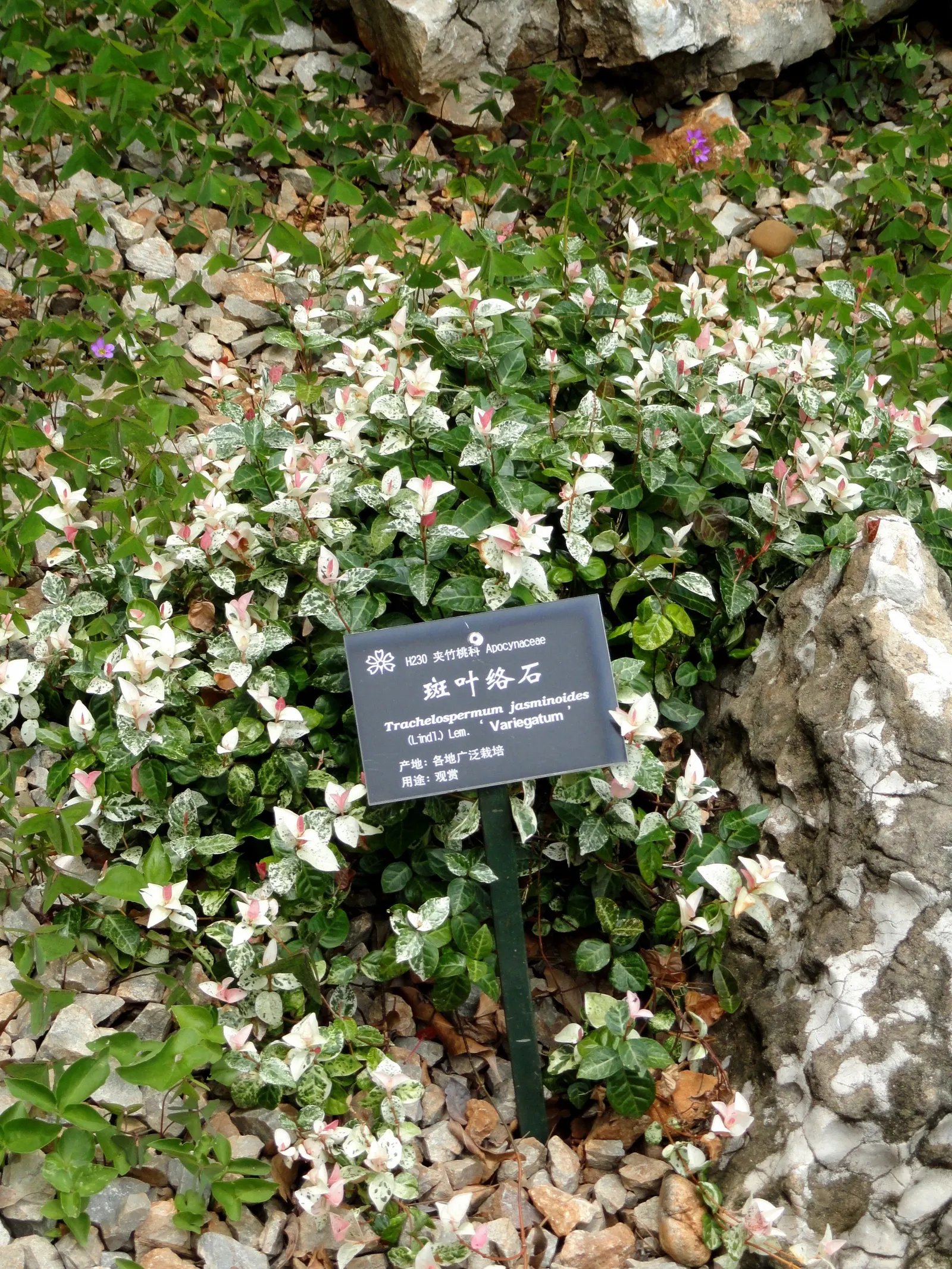Star Jasmine (Trachelospermum Jasminoides) — commonly known as Star Jasmine