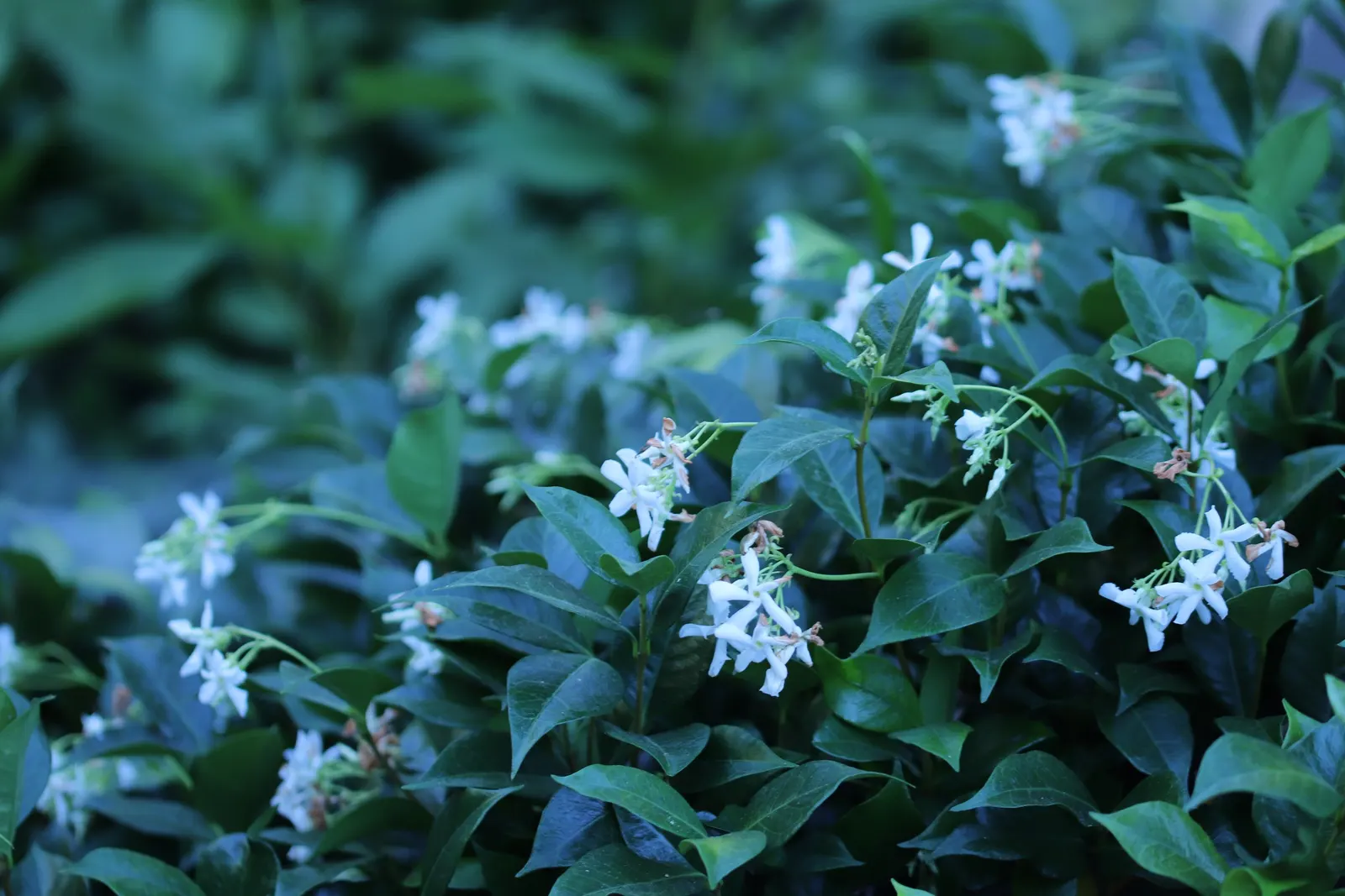 Star Jasmine (Trachelospermum Jasminoides) — and requires well-drained soil and full to partial sun exposure for optimal growth