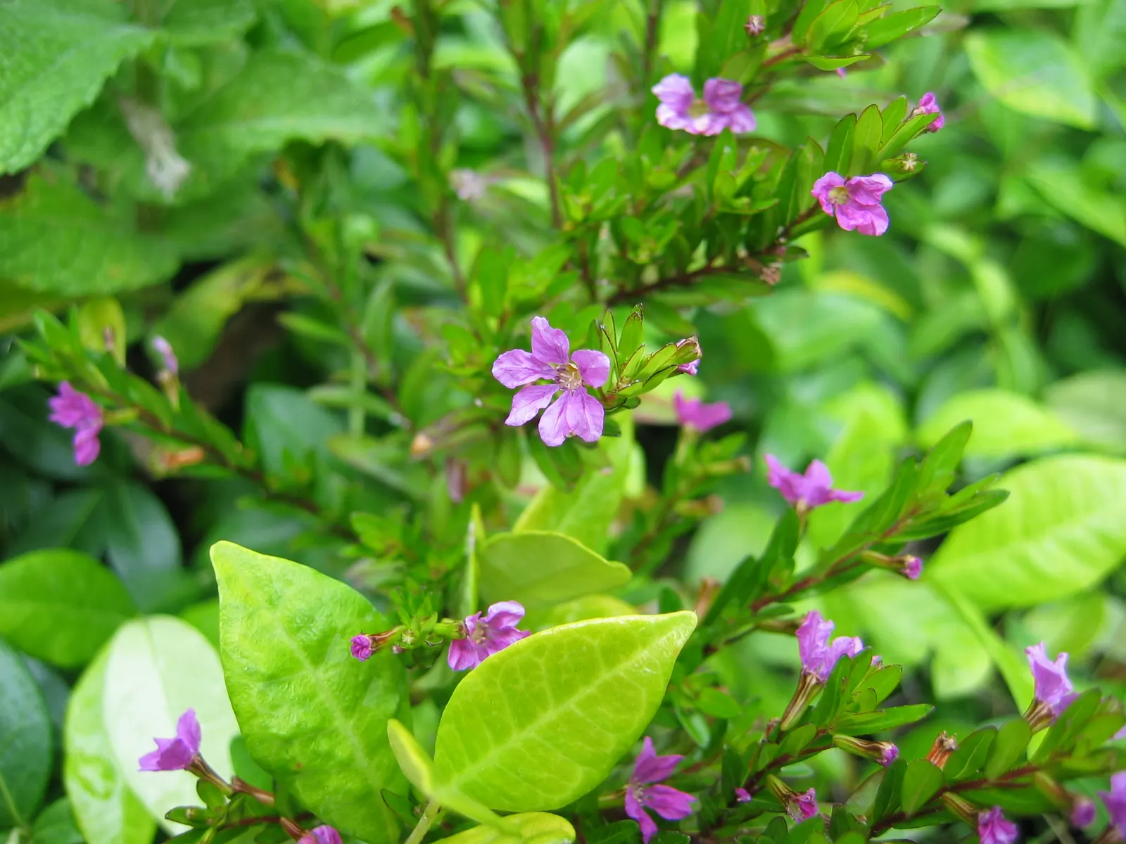 Star Jasmine (Trachelospermum Jasminoides) — it bursts into life with an abundance of star-shaped