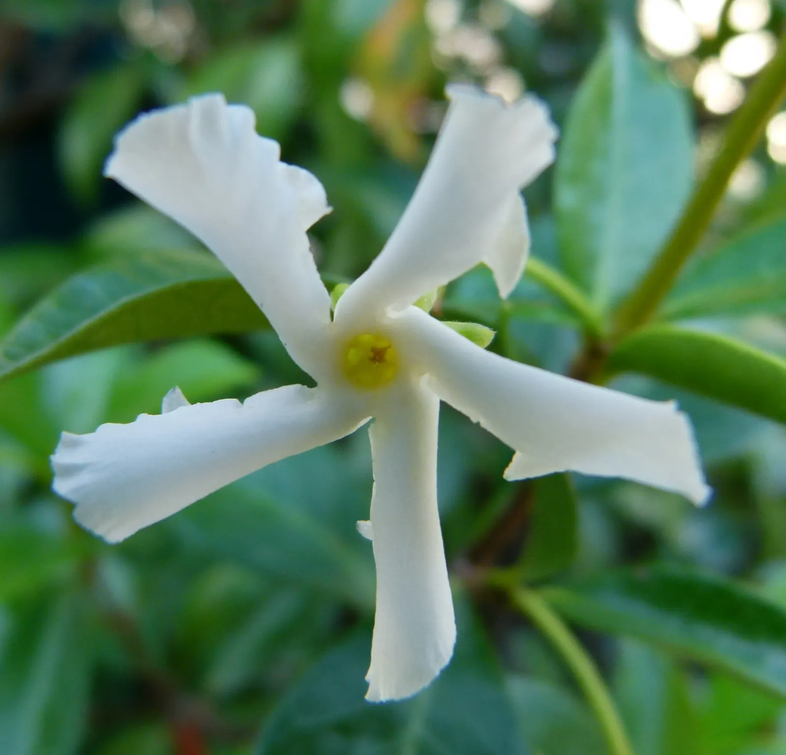 Star Jasmine (Trachelospermum Jasminoides) — and fences.<br><br>Star Jasmine shines with glossy