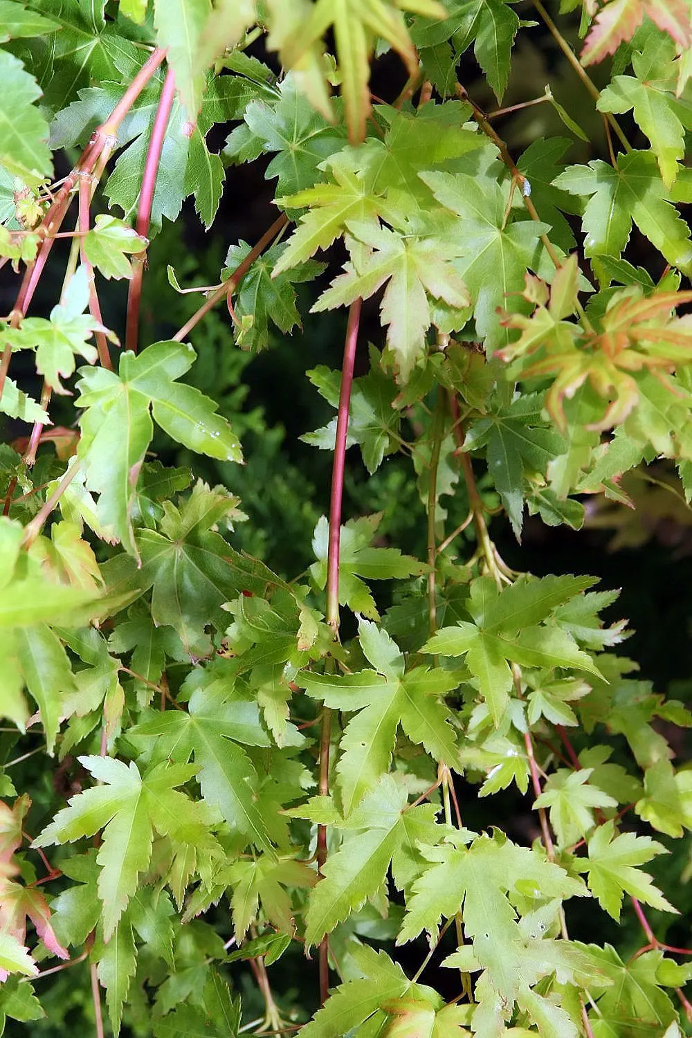 Coral Bark Japanese Maple (Acer Palmatum 'Sango Kaku') — <br><br>For optimal growth