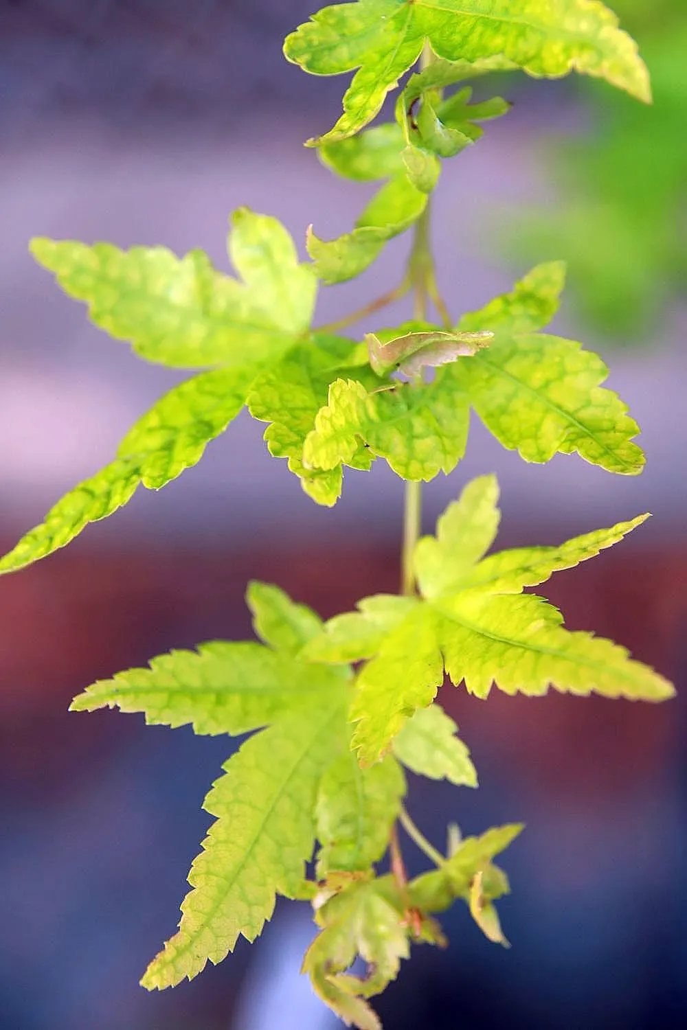 Coral Bark Japanese Maple (Acer Palmatum 'Sango Kaku') — this maple variety prefers a site with partial to full sunlight and well-draining soil