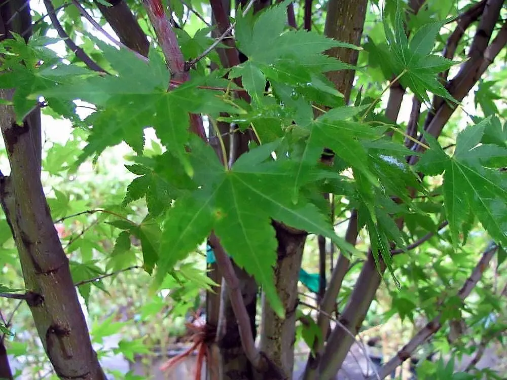 Coral Bark Japanese Maple (Acer Palmatum 'Sango Kaku') — This deciduous tree offers year-round interest with its pink-hued leaves in spring