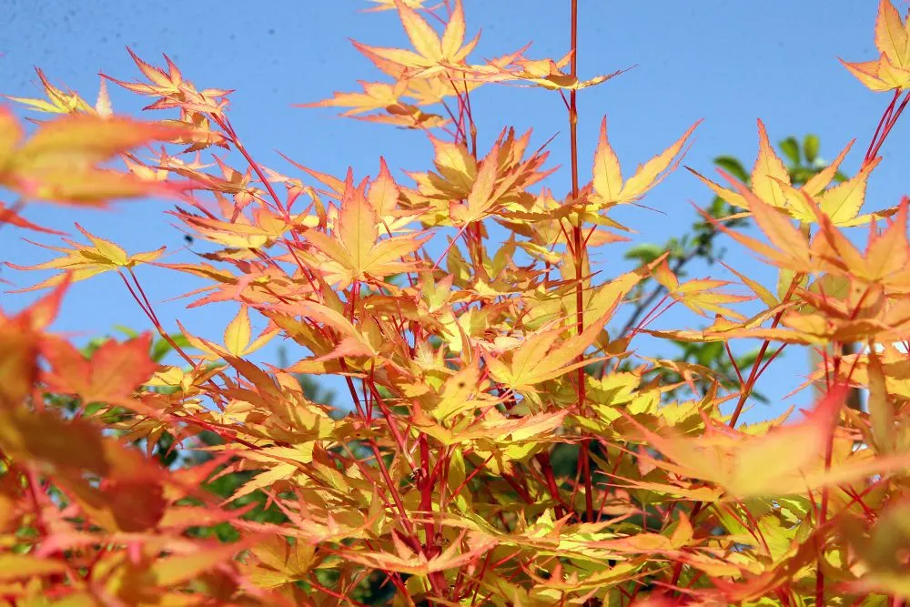 Coral Bark Japanese Maple (Acer Palmatum 'Sango Kaku') — It is hardy in USDA zones 5 through 8